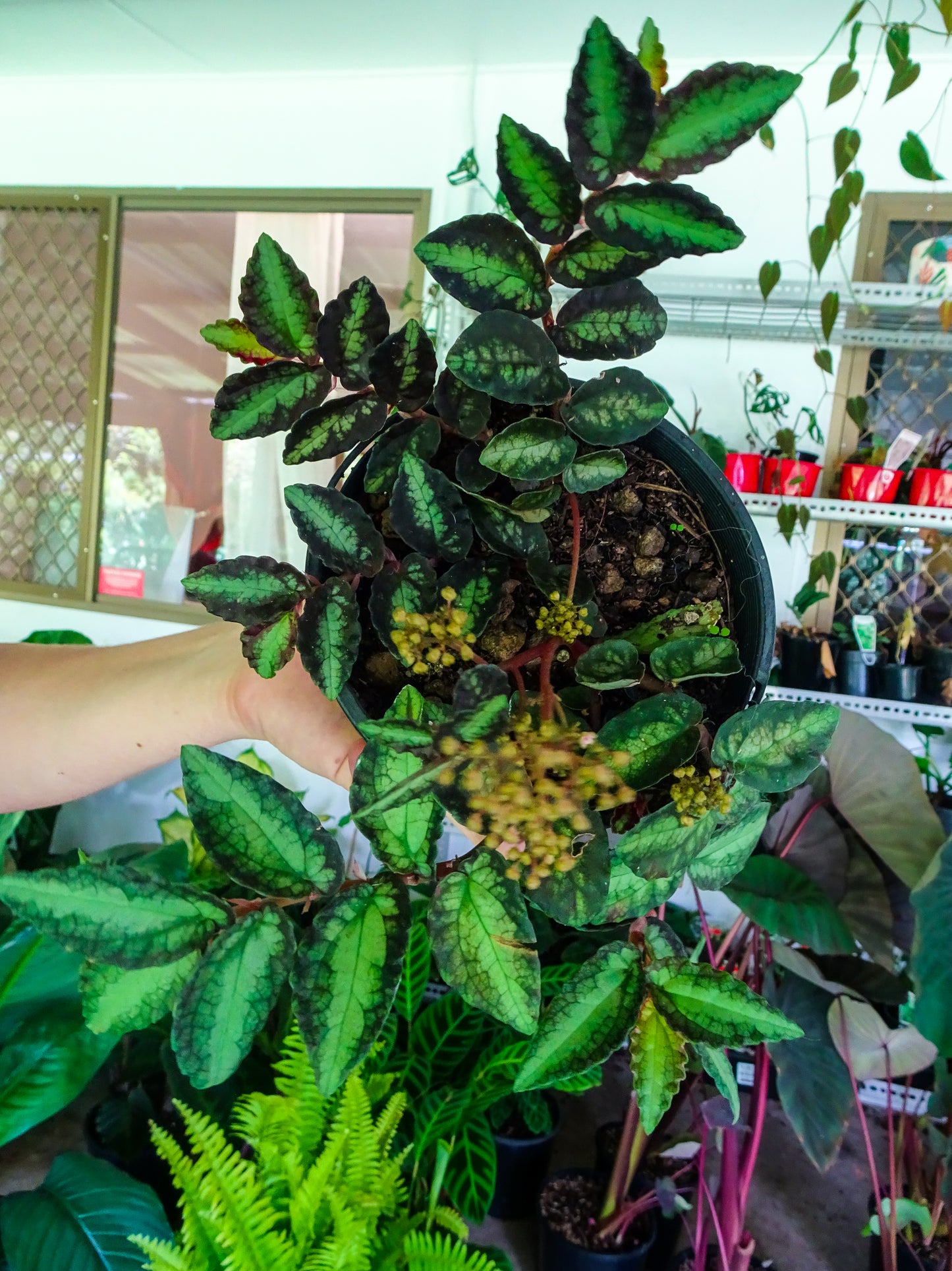 Watermelon Begonia (Pellionia pulchra)