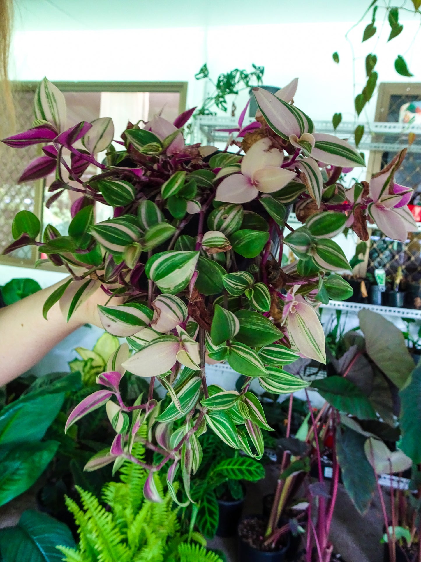 Tradescantia Fluminensis Tricolour