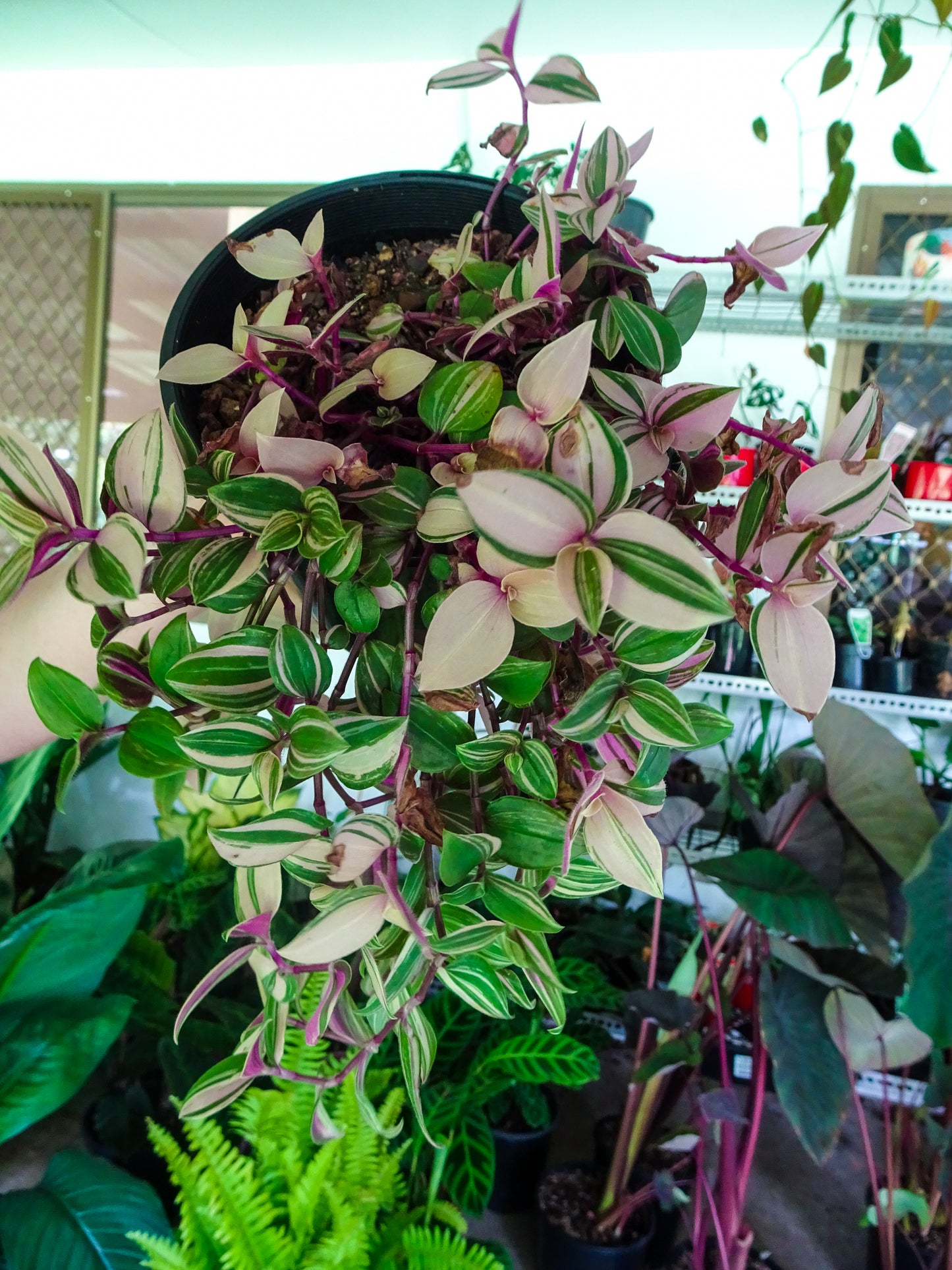 Tradescantia Fluminensis Tricolour