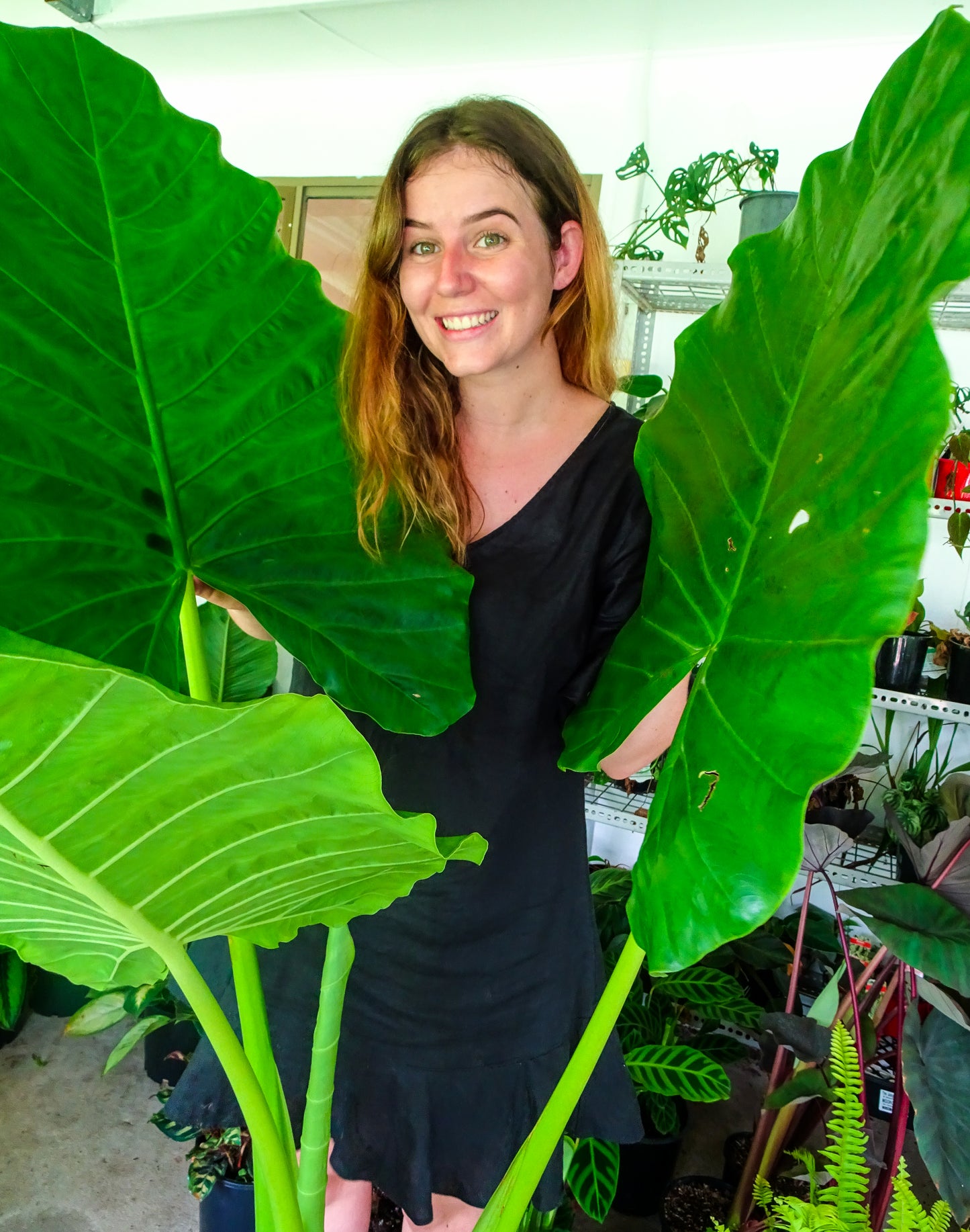 Giant Alocasia Macrrorhizia
