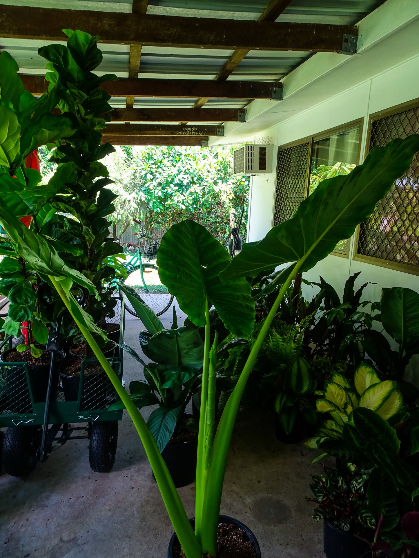 Giant Alocasia Macrrorhizia