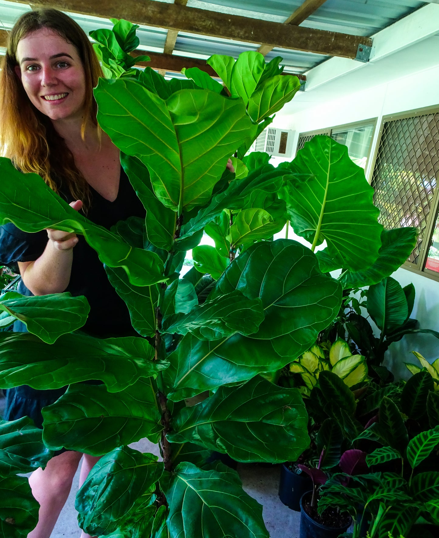 Giant Fiddle Leaf Fig