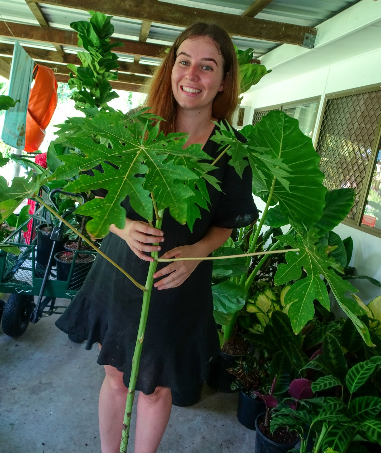 Paw Paw Tree