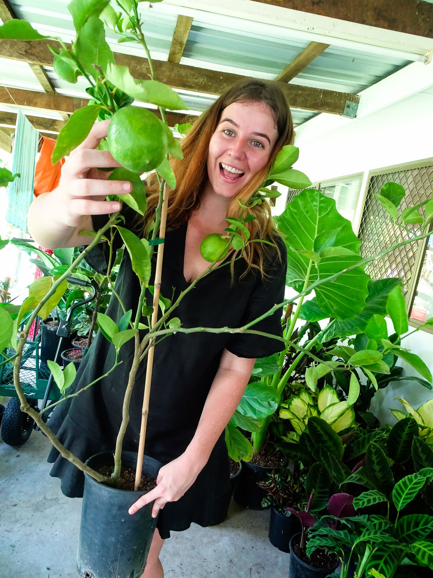 Eureka Lemon Tree