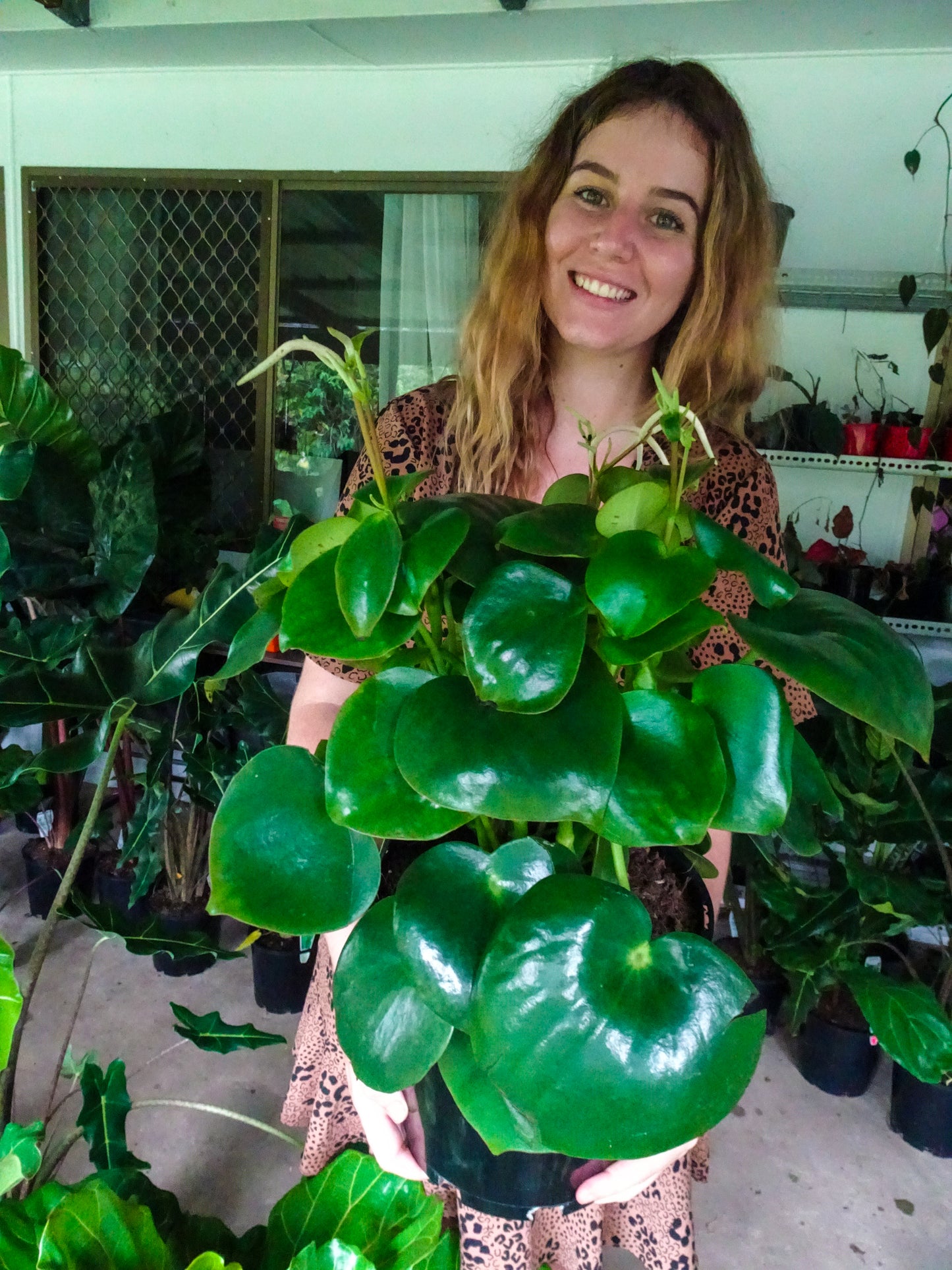 Peperomia Raindrop