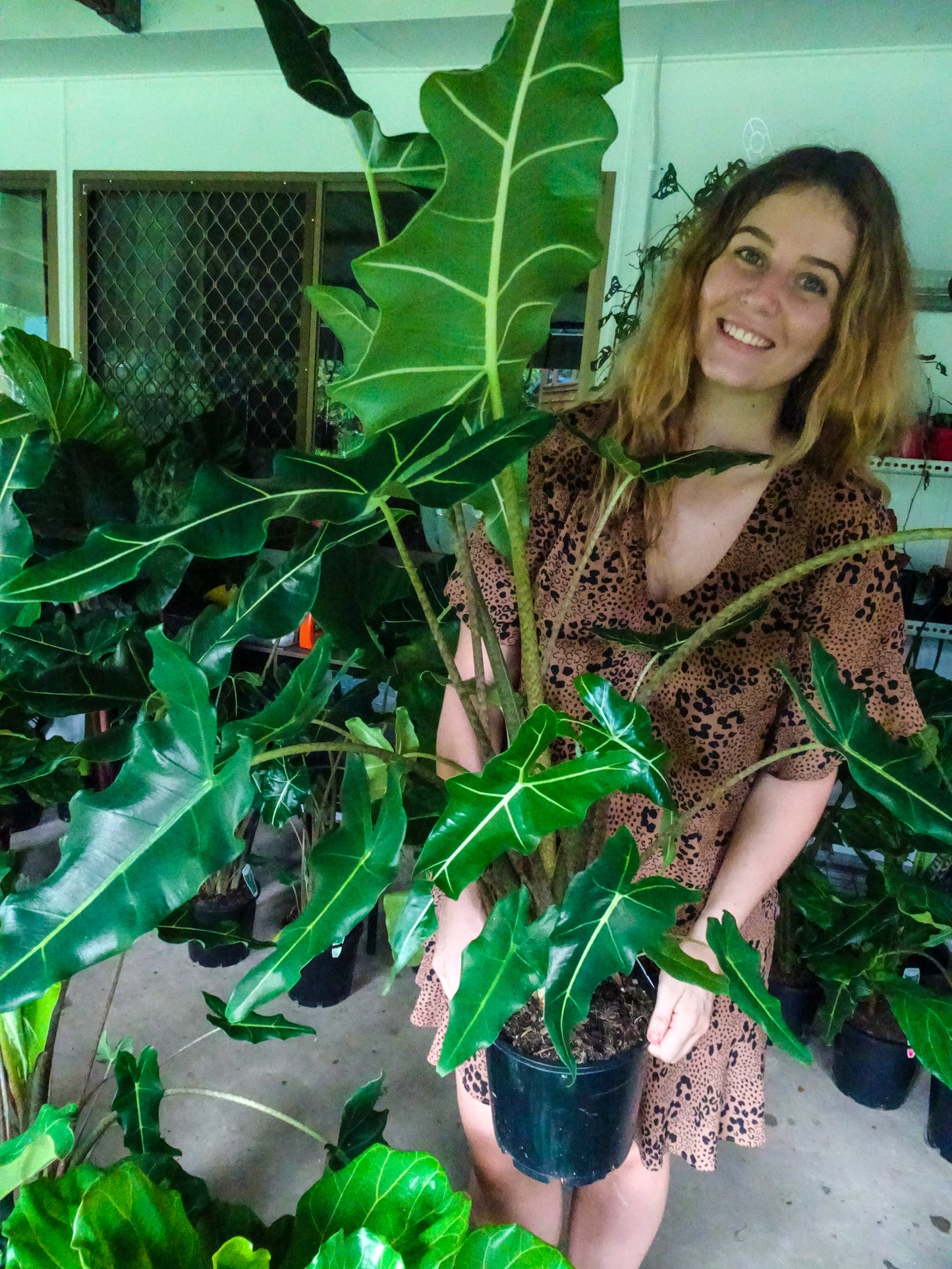 Alocasia Sarian