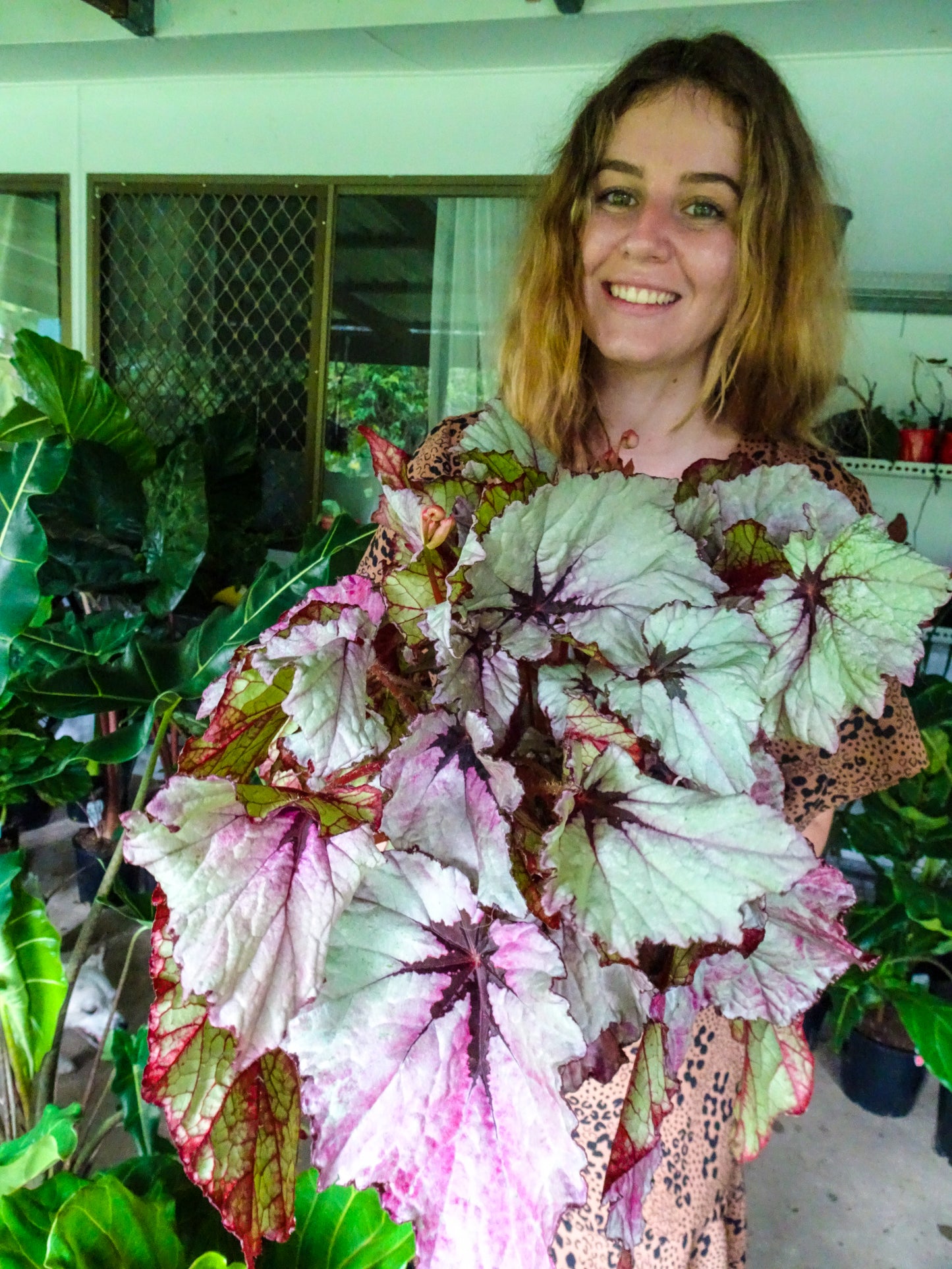 Begonia Ruby Slippers