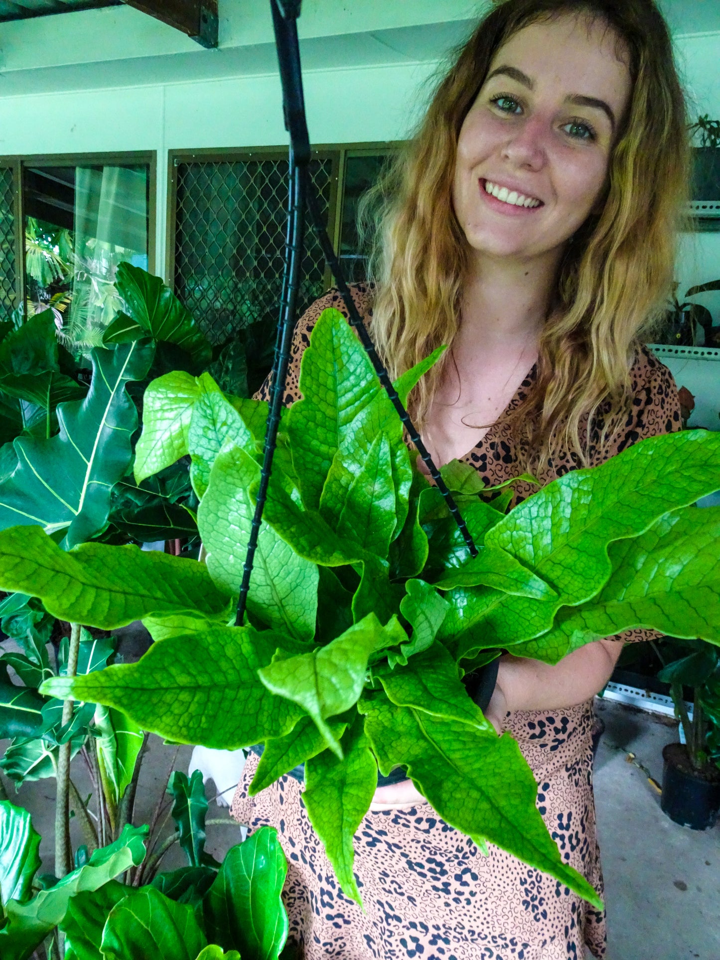 Crocodile Fern Hanging Basket