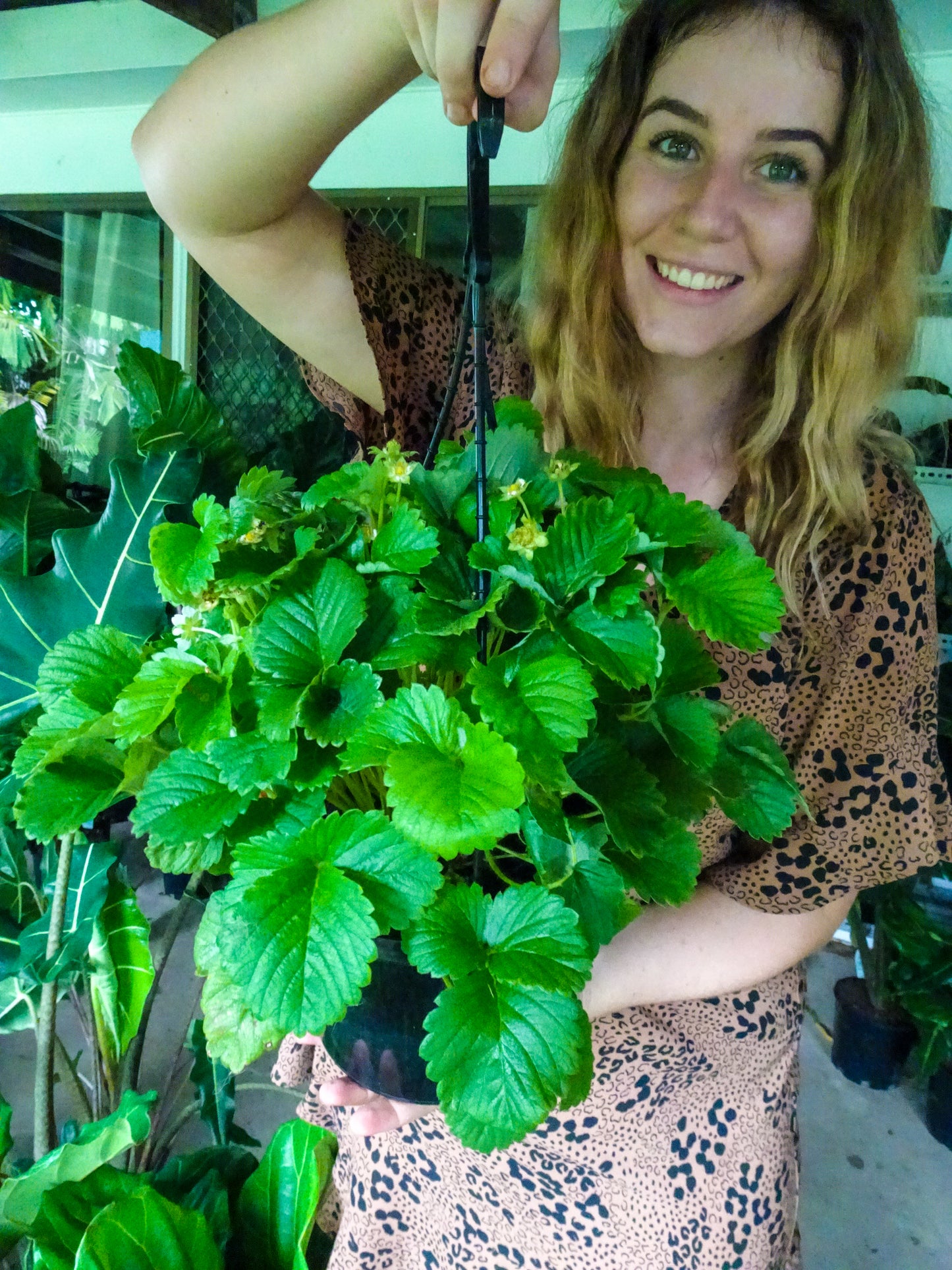 Strawberry Hangers