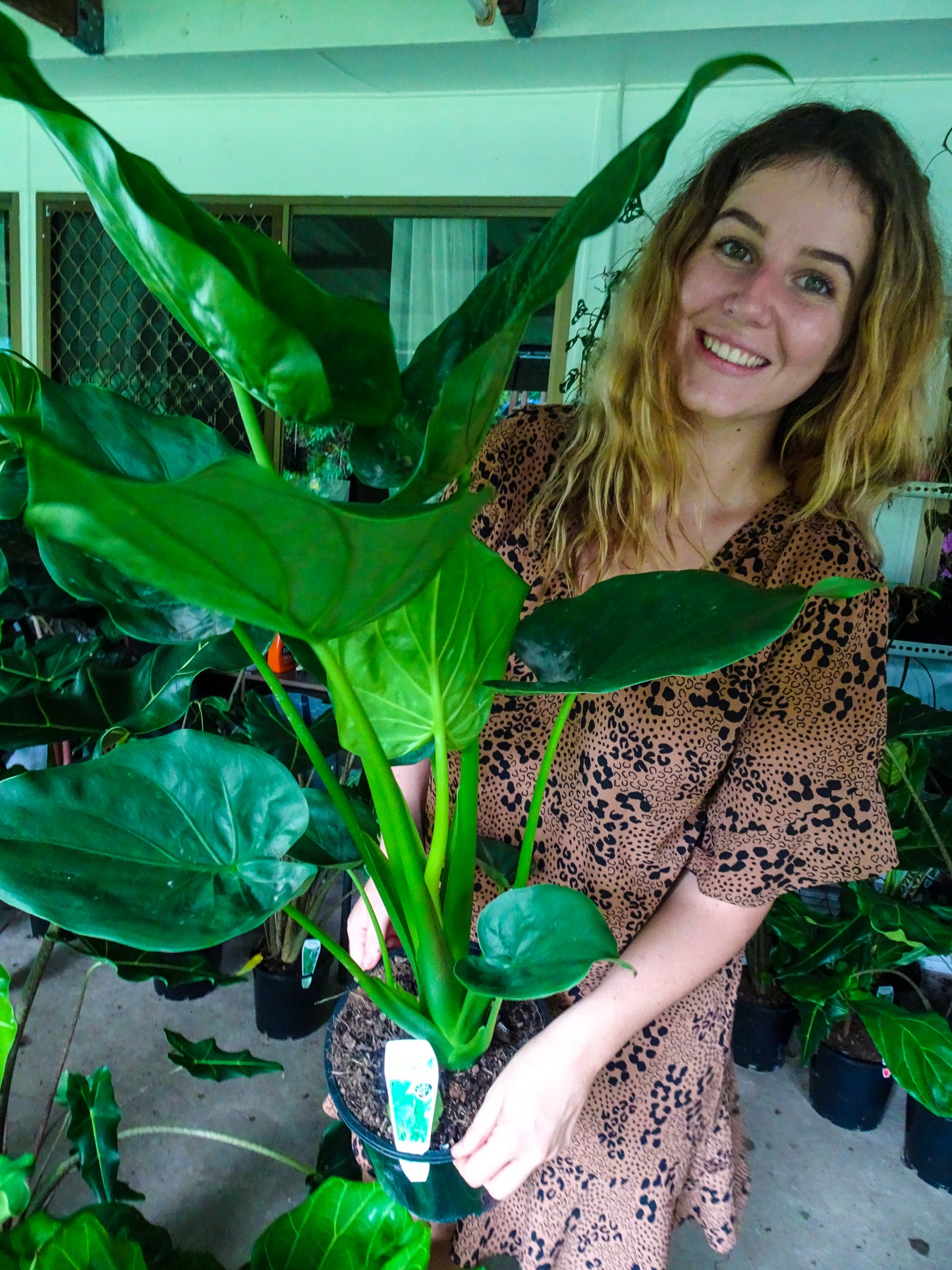 Alocasia Cucullata 200mm