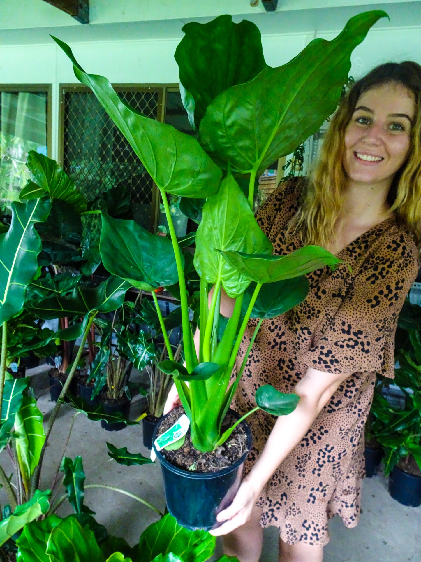 Alocasia Cucullata 200mm