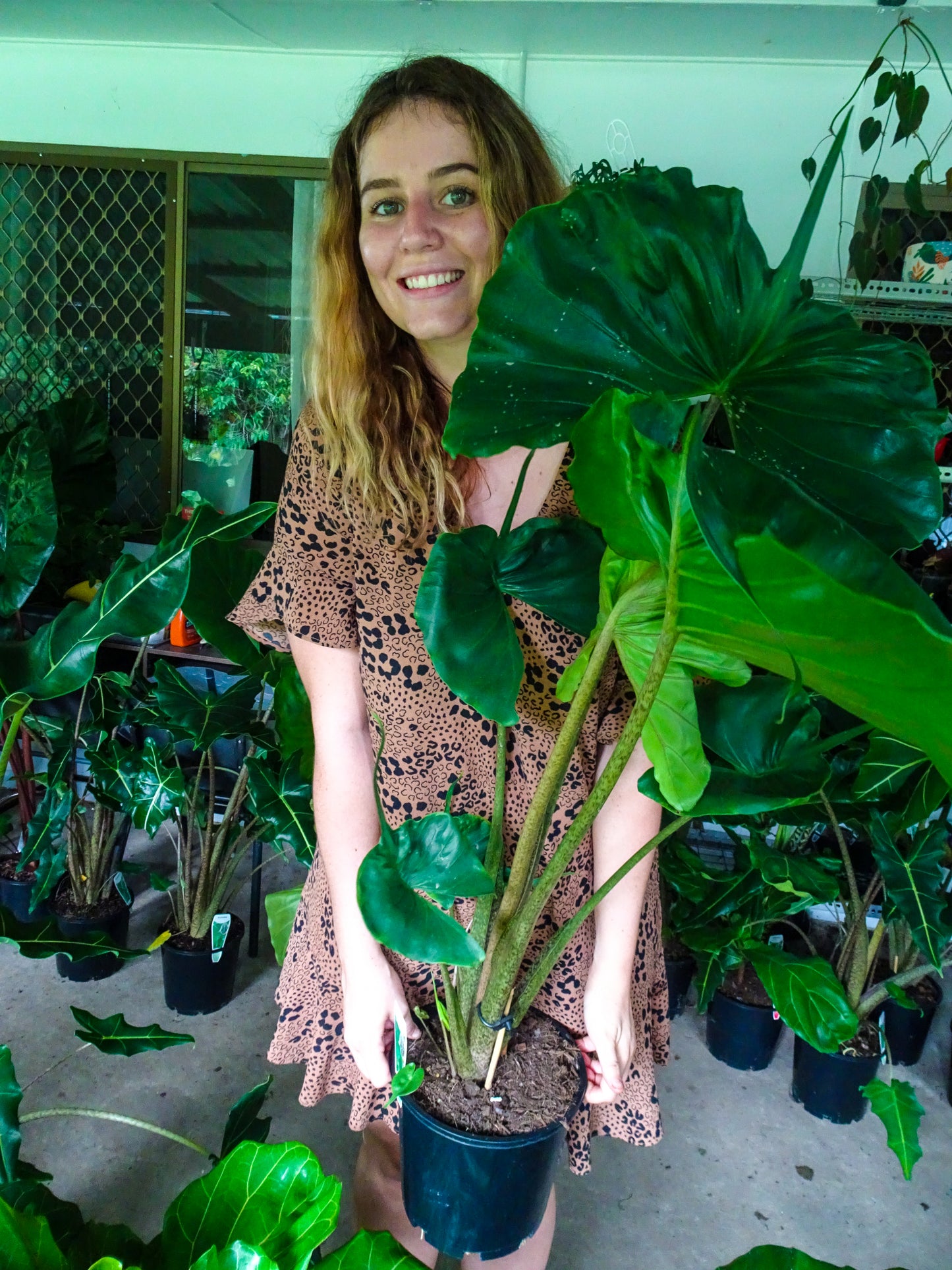 Alocasia Stingray