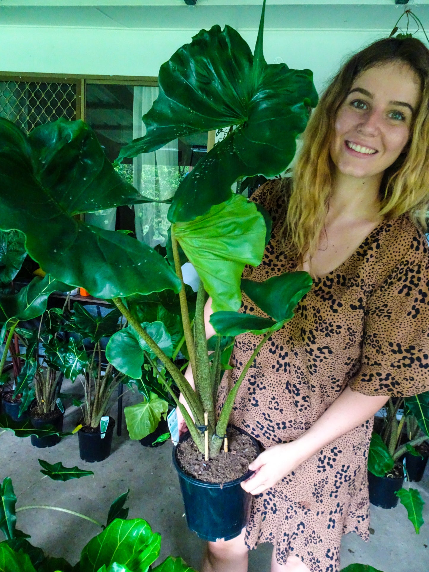 Alocasia Stingray