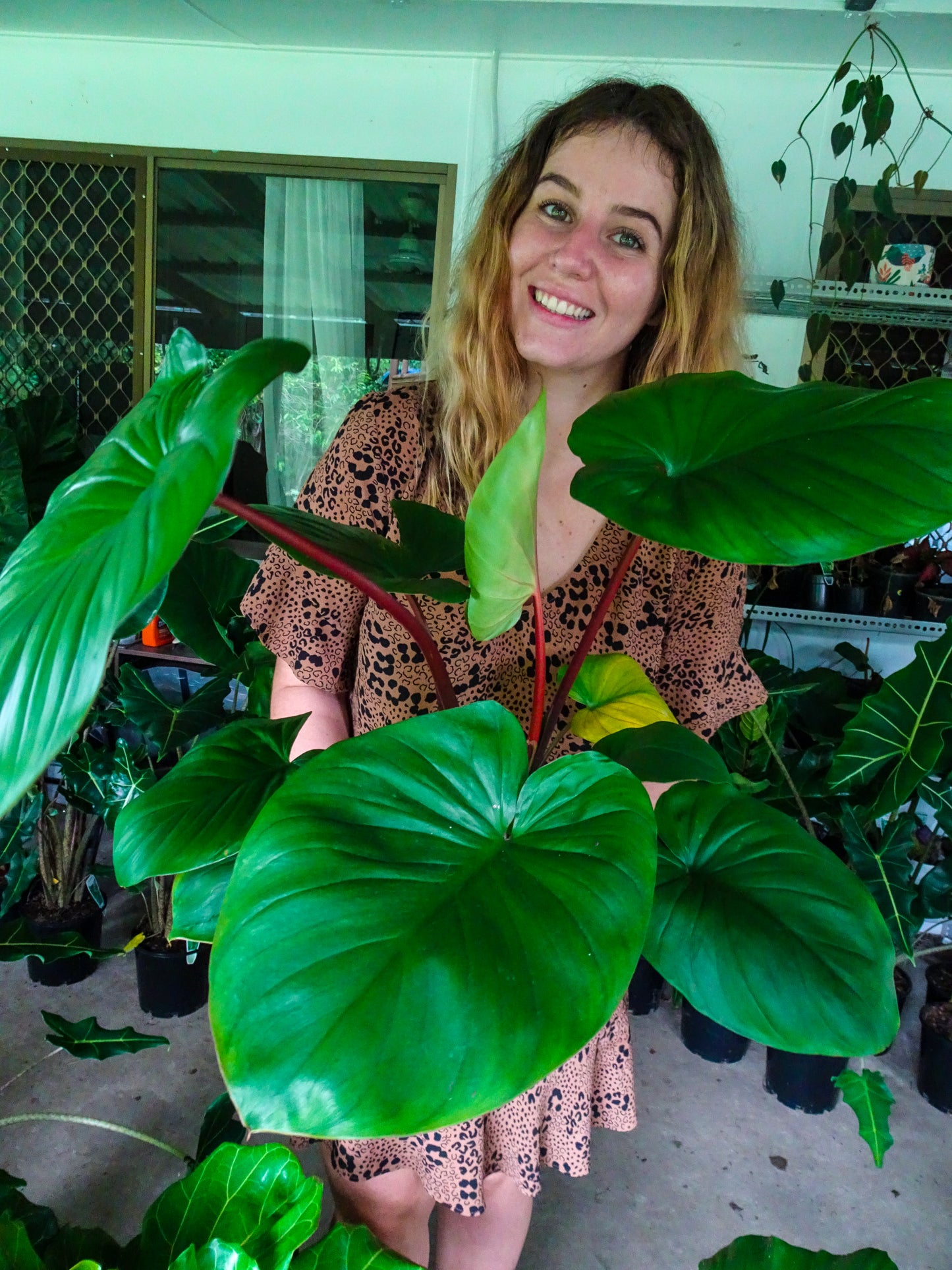 Homalomena Rubescens
