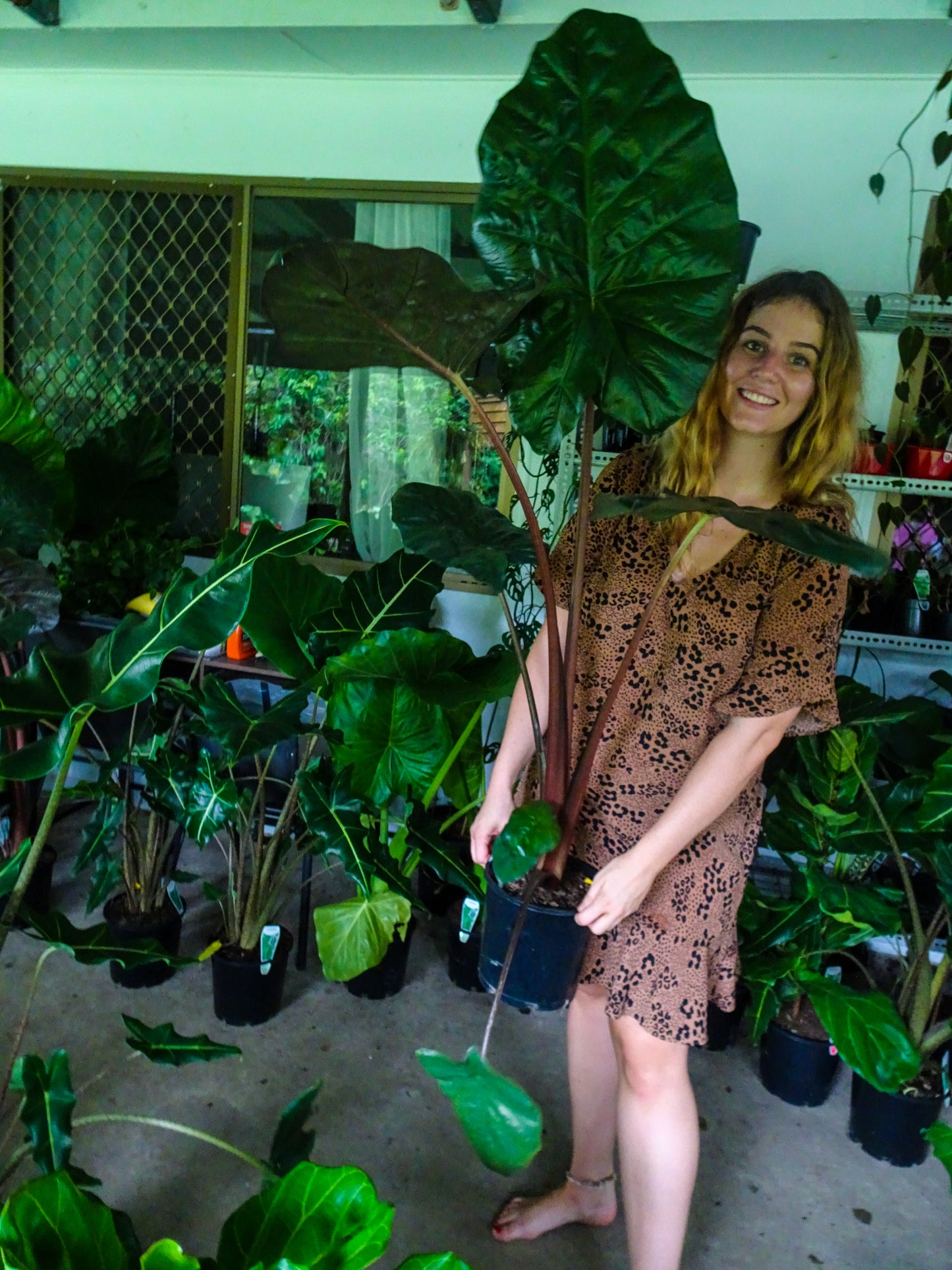 Alocasia Yucatan Princess