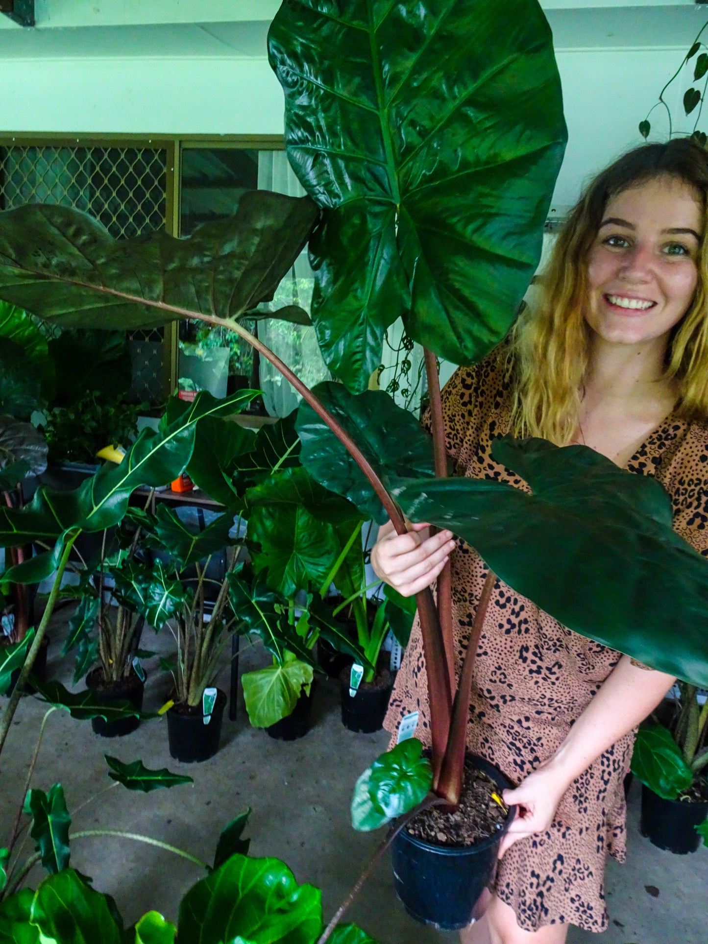 Alocasia Yucatan Princess