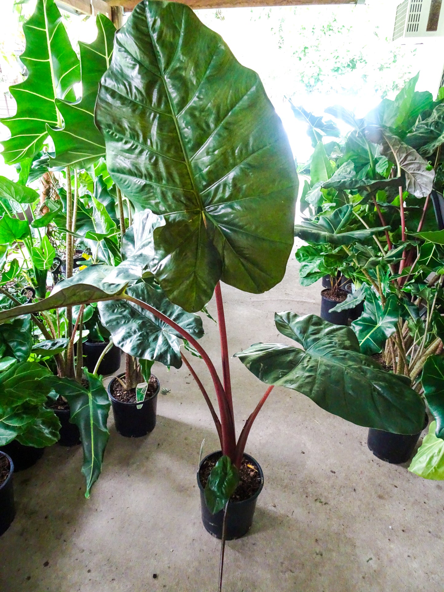 Alocasia Yucatan Princess