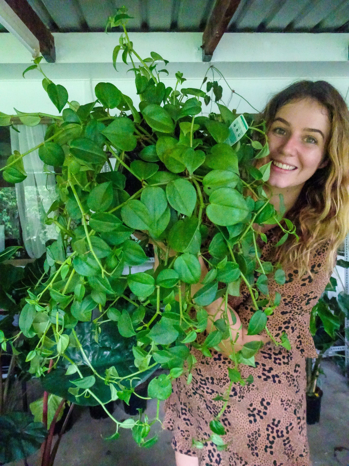 Peperomia Cupid