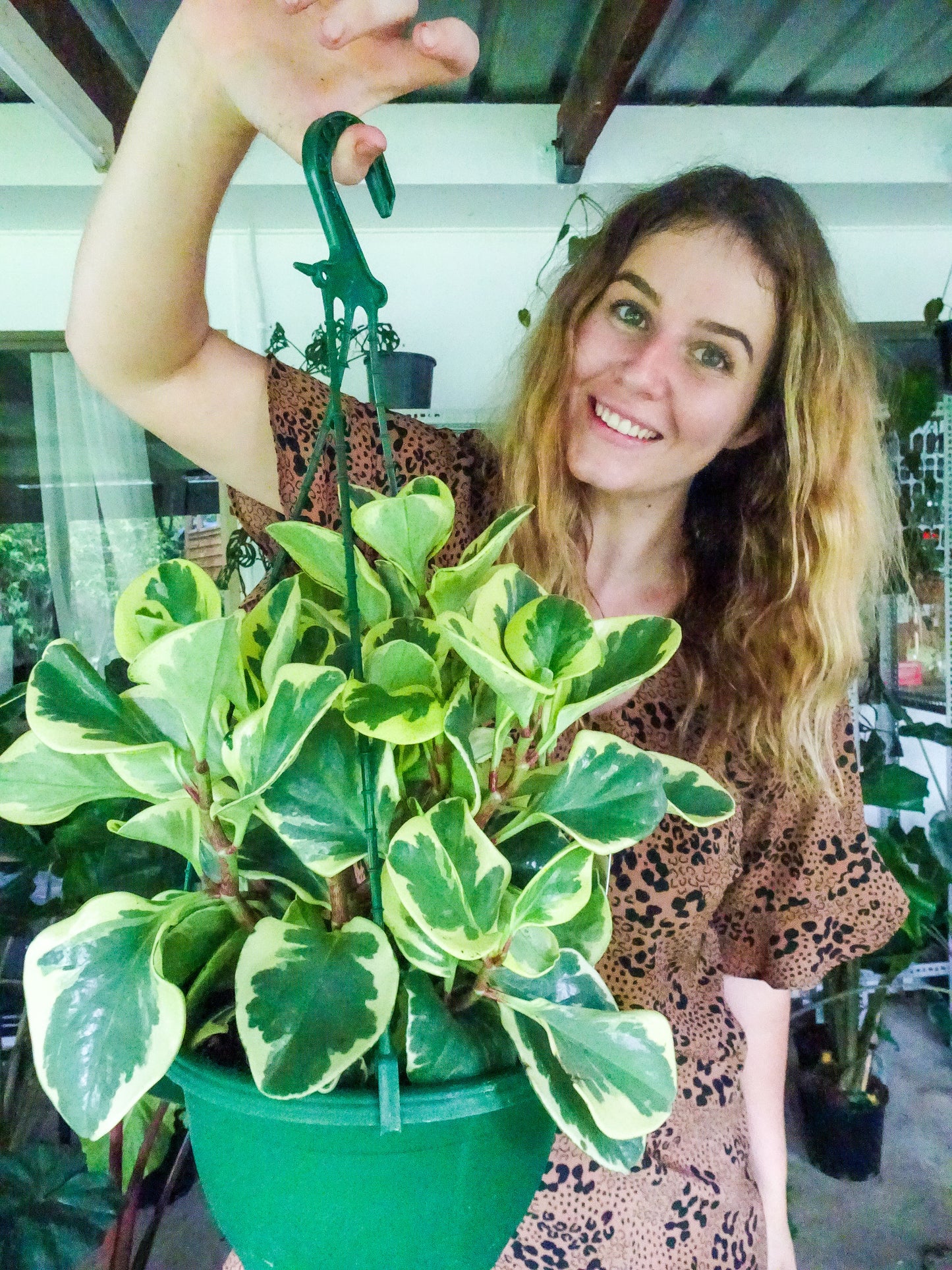 Peperomia Albo Marginata Hanging Basket