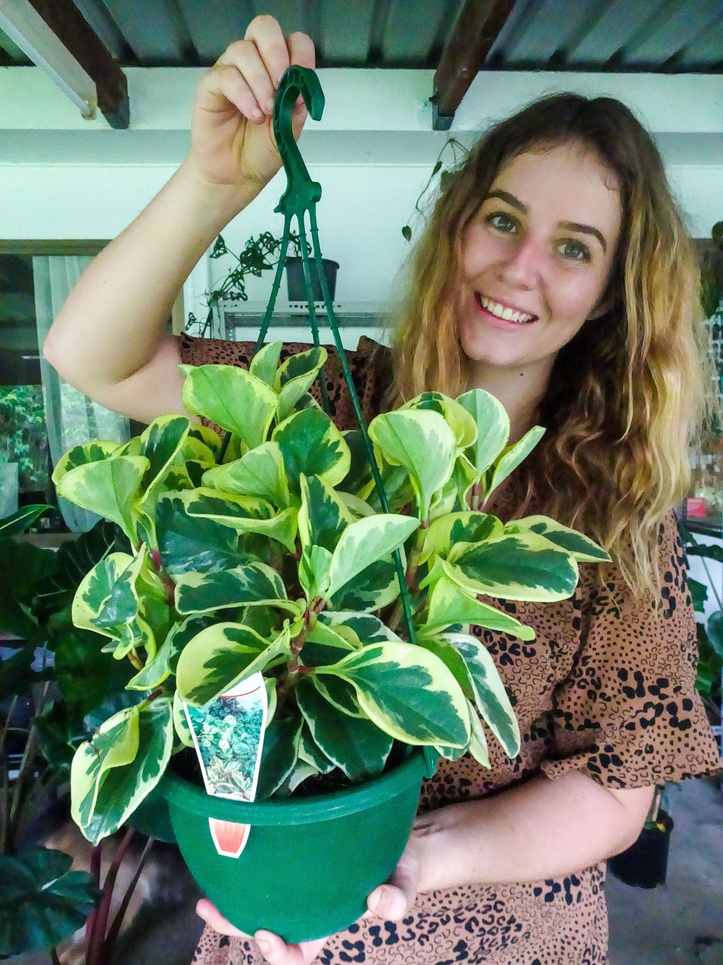 Peperomia Albo Marginata Hanging Basket