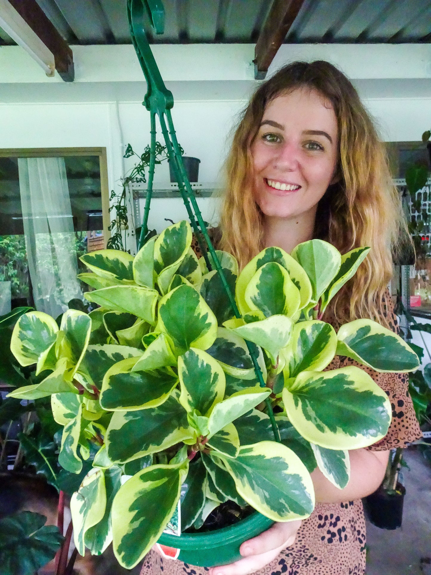 Peperomia Albo Marginata Hanging Basket