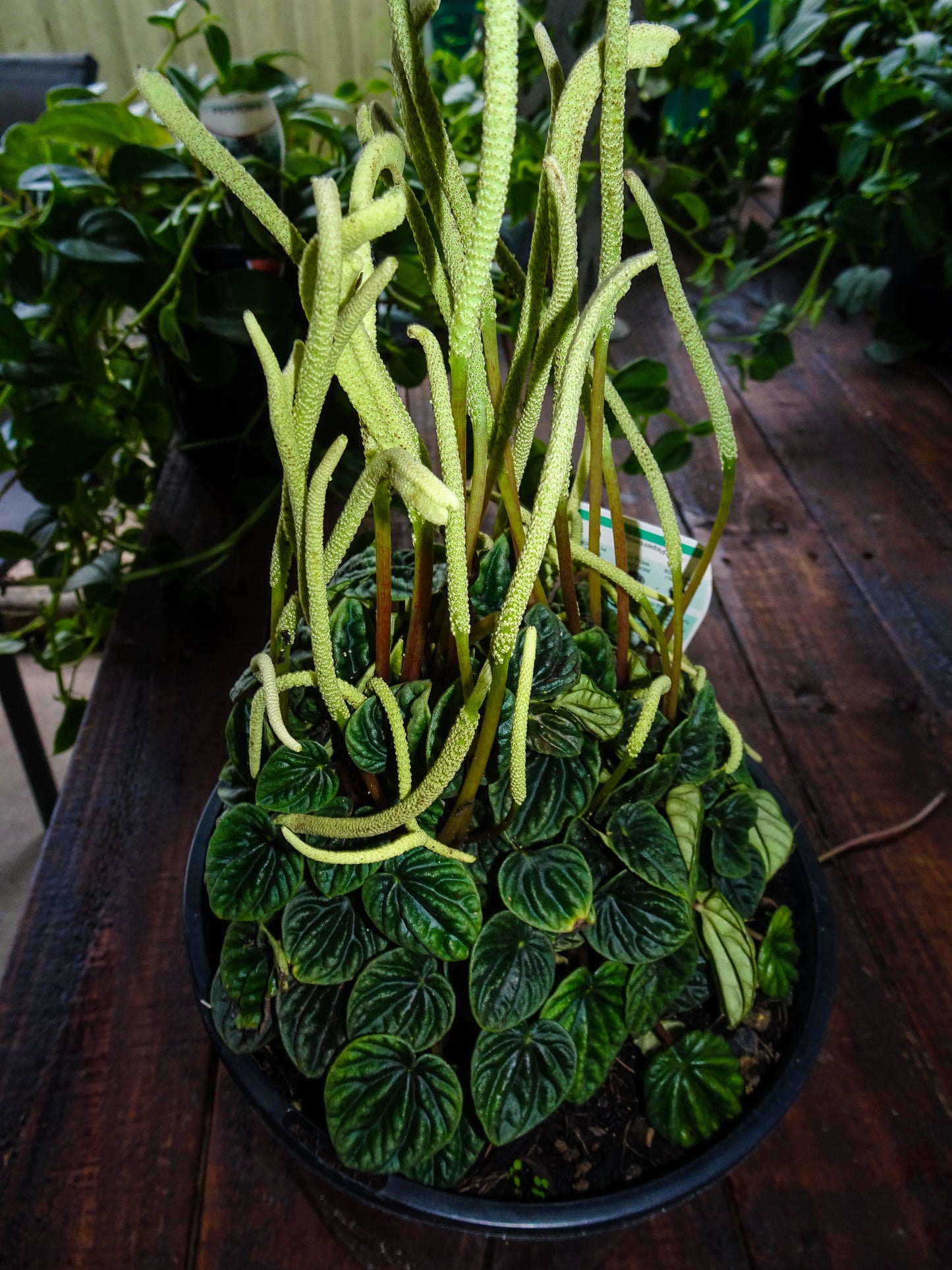 Peperomia Lillian