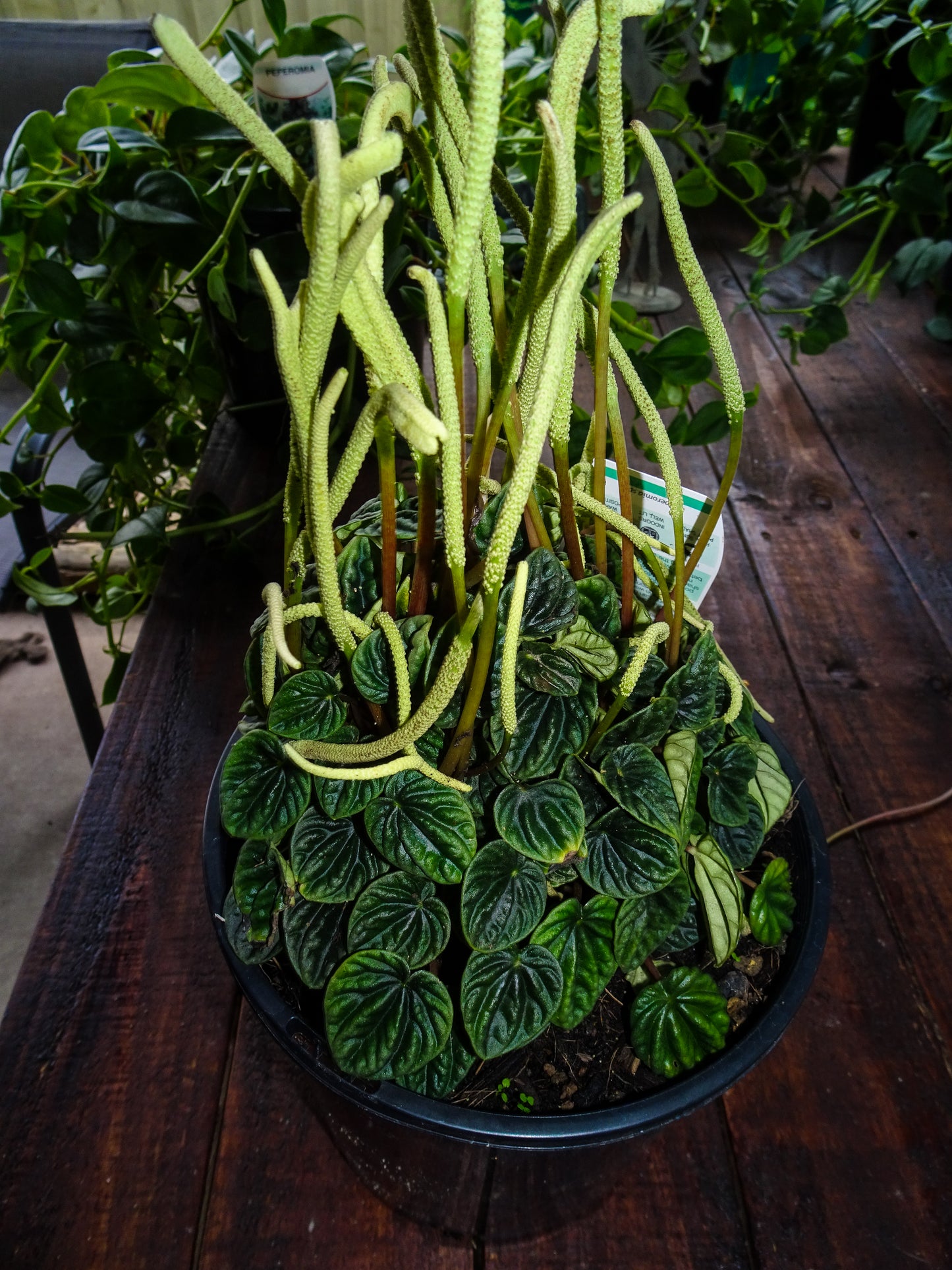 Peperomia Lillian