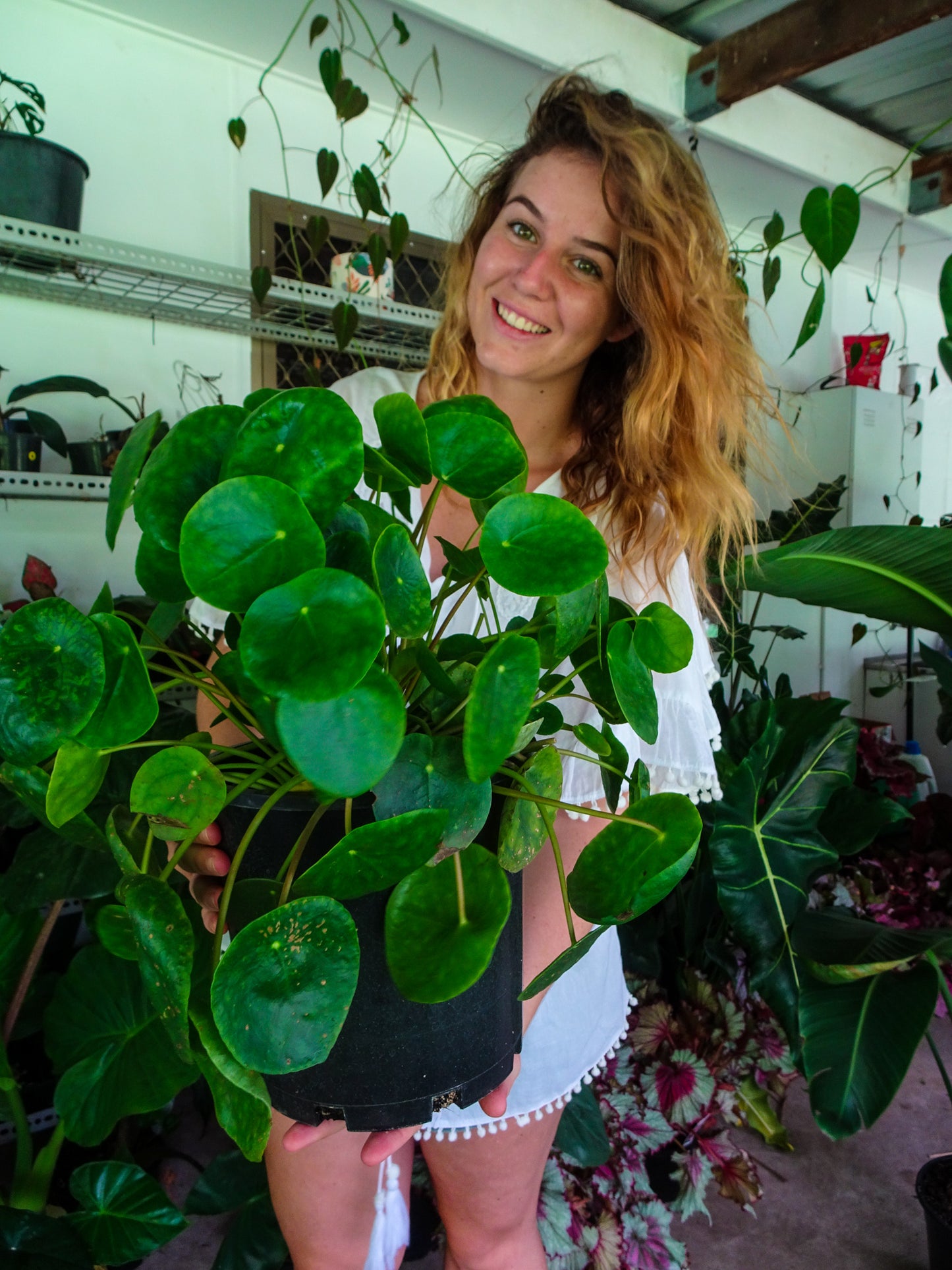 Pilea Peperomiodes