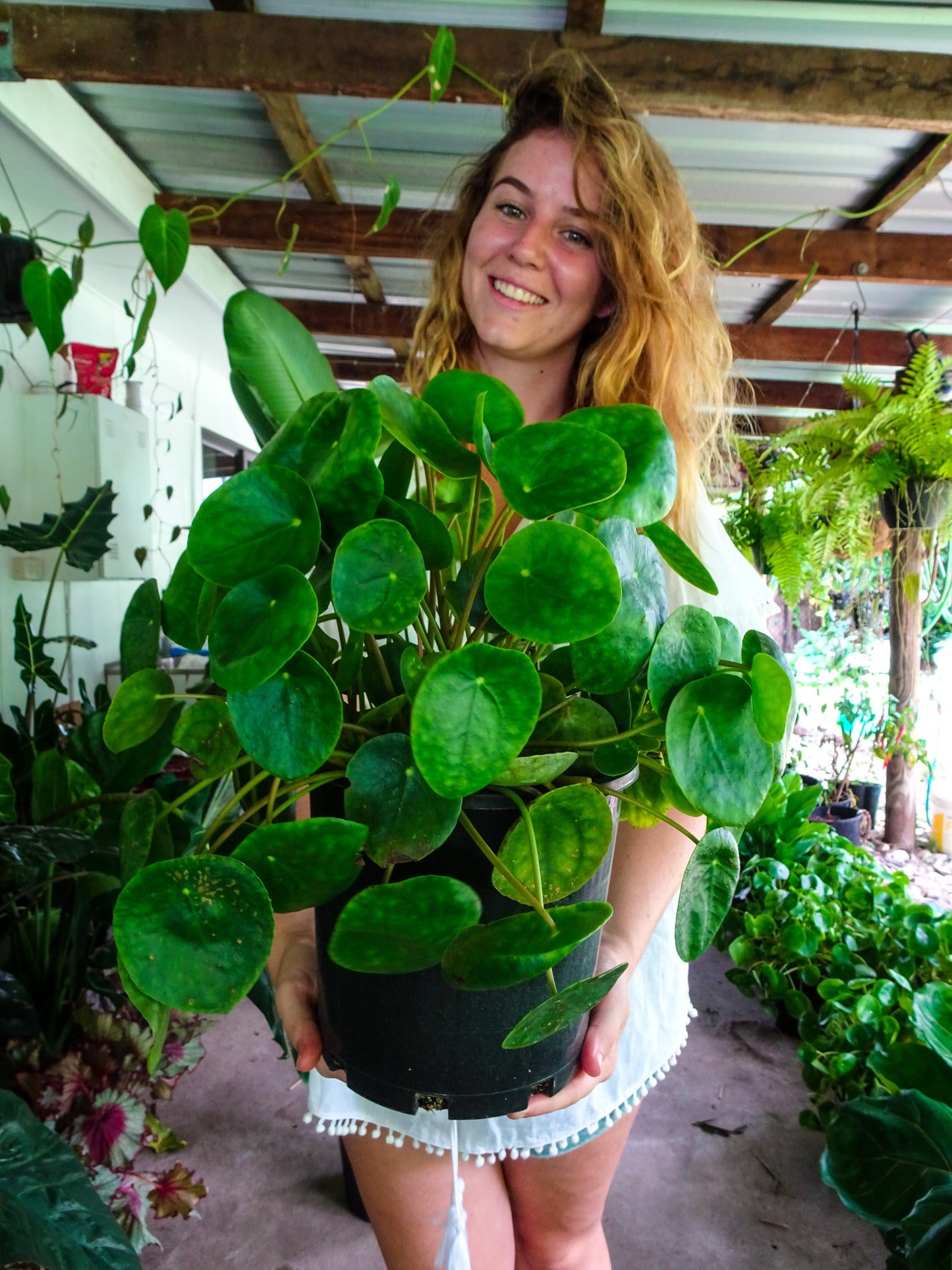 Pilea Peperomiodes
