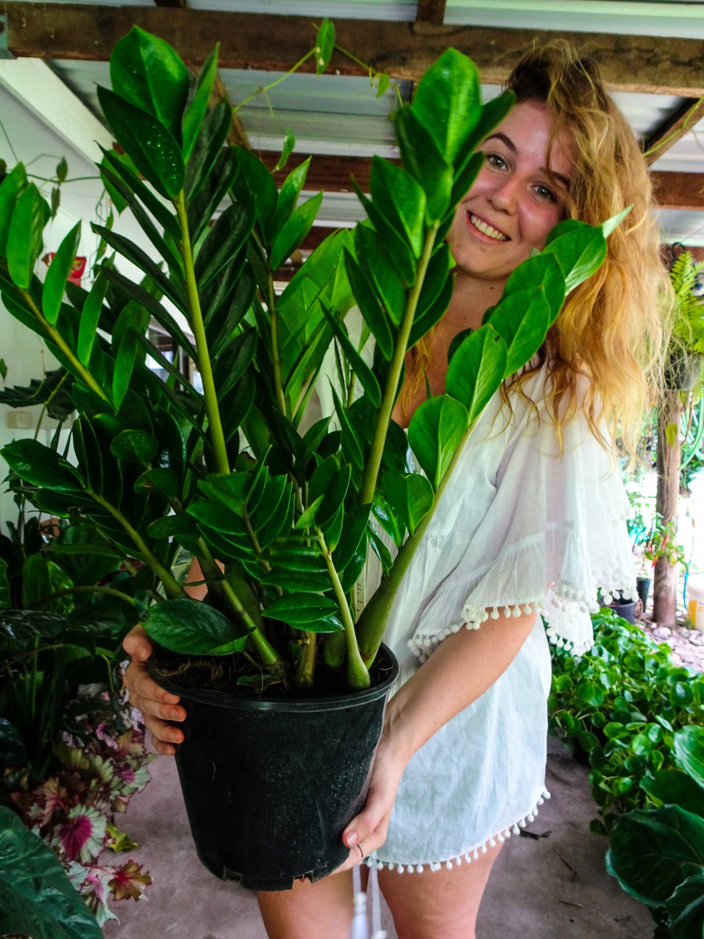 ZZ Plant