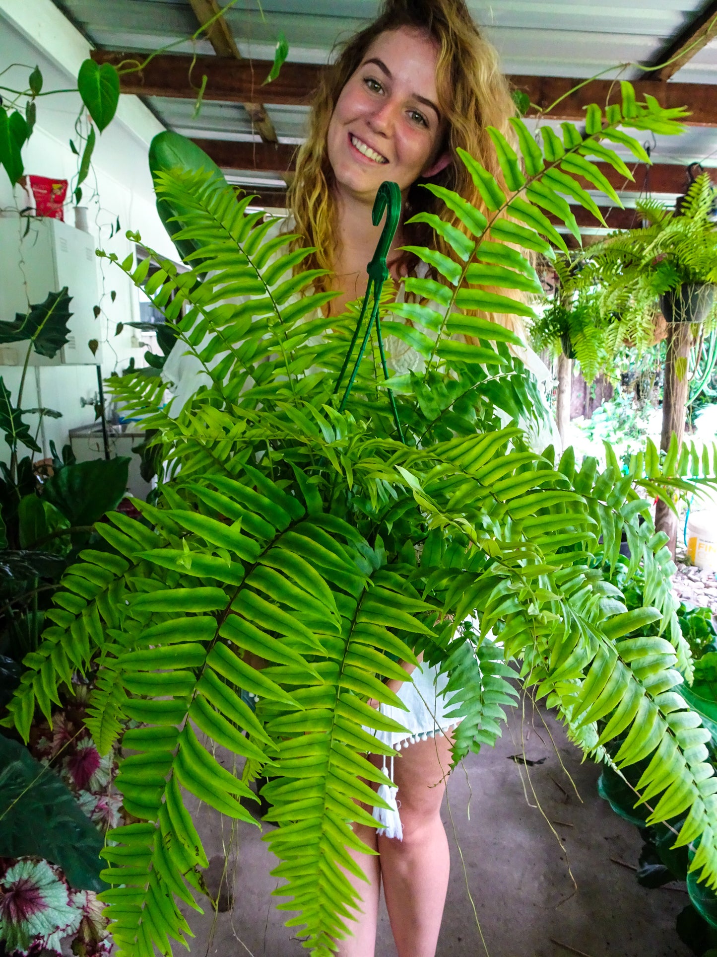 Macho Fern Hanger