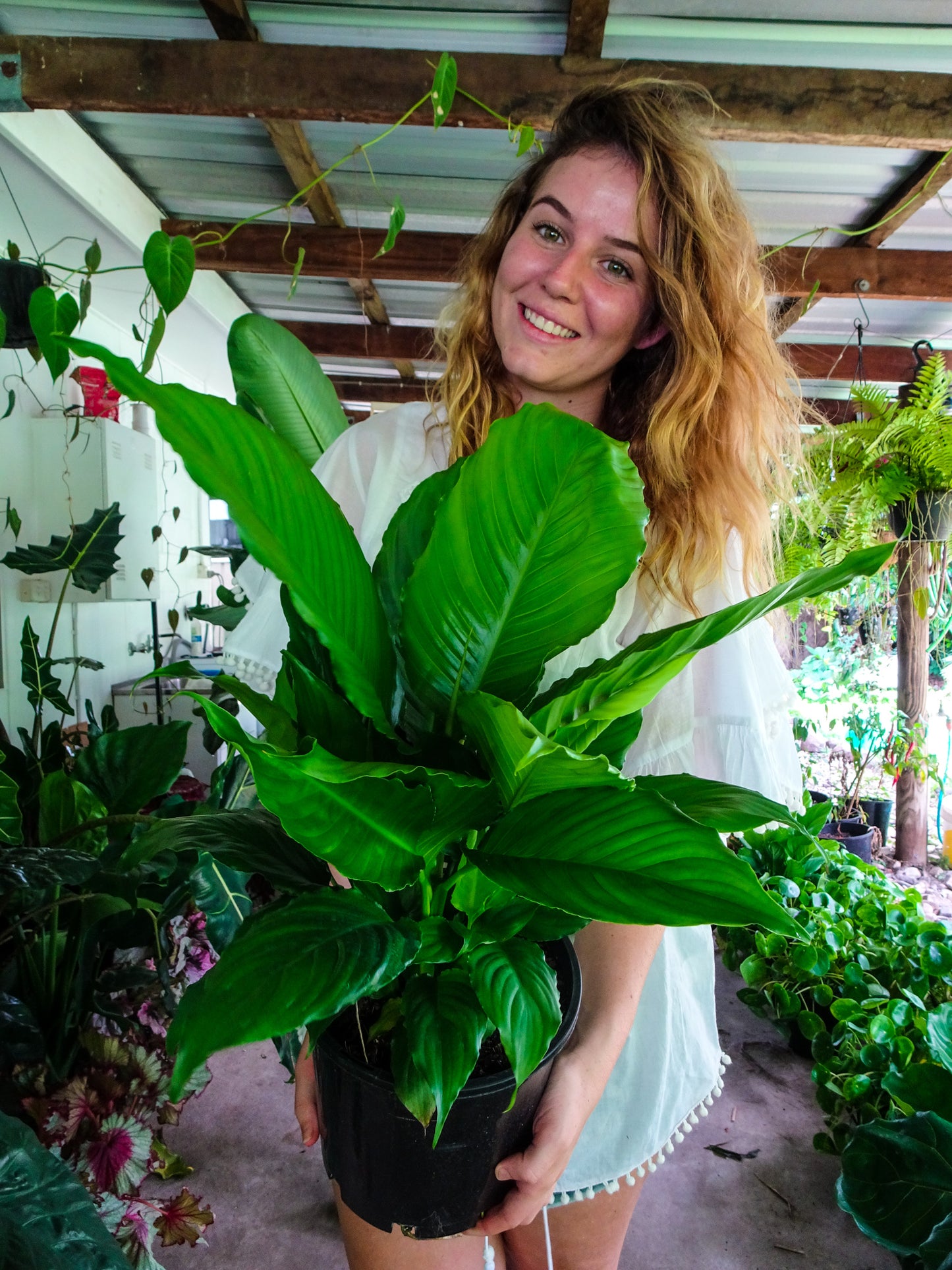 Spathiphyllum Wallisii