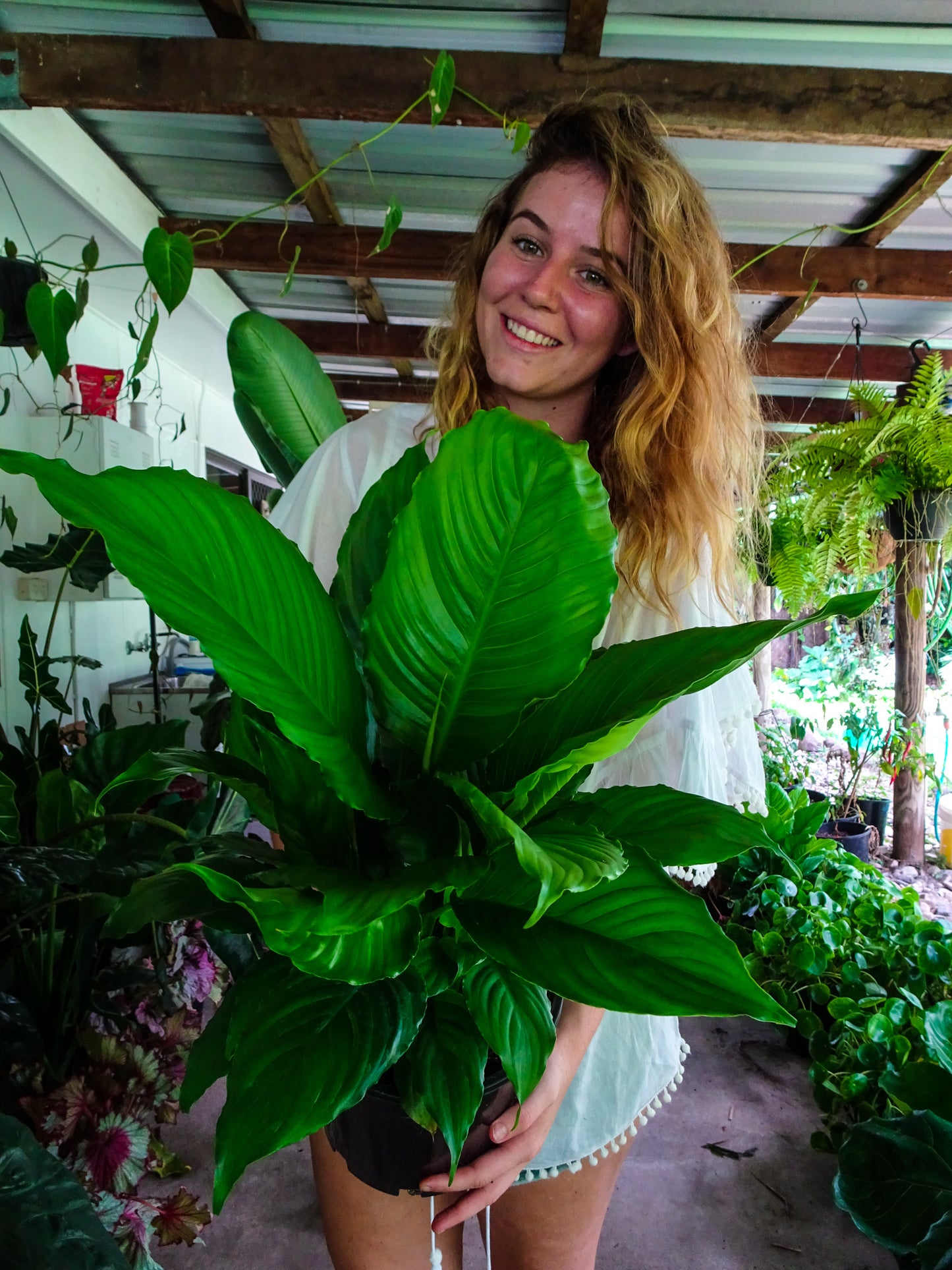 Spathiphyllum Wallisii