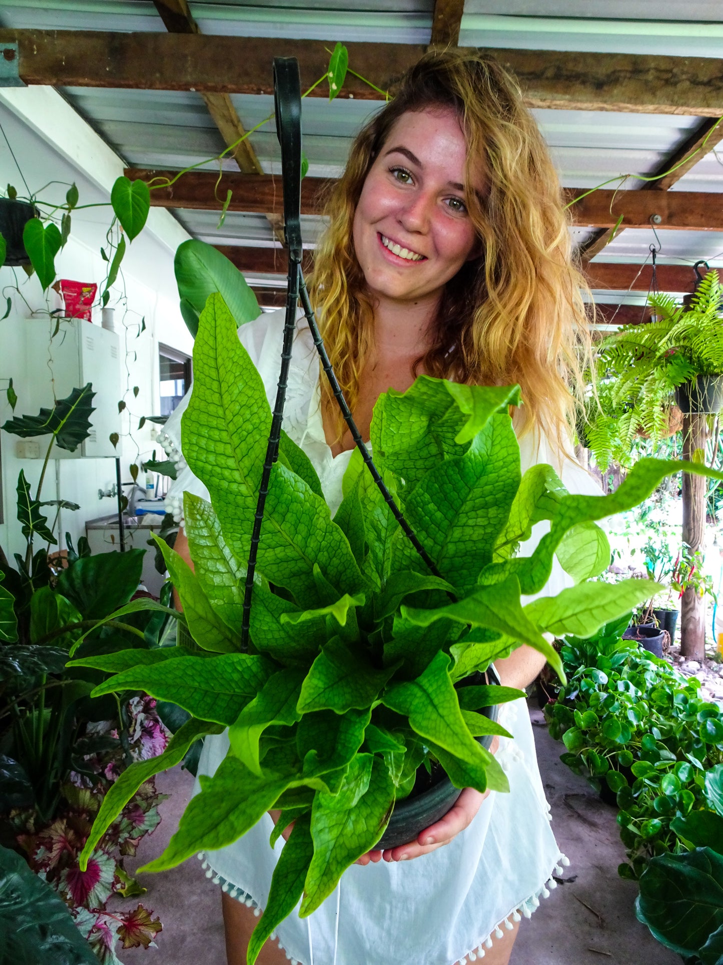 Crocodile Fern Hanging Basket