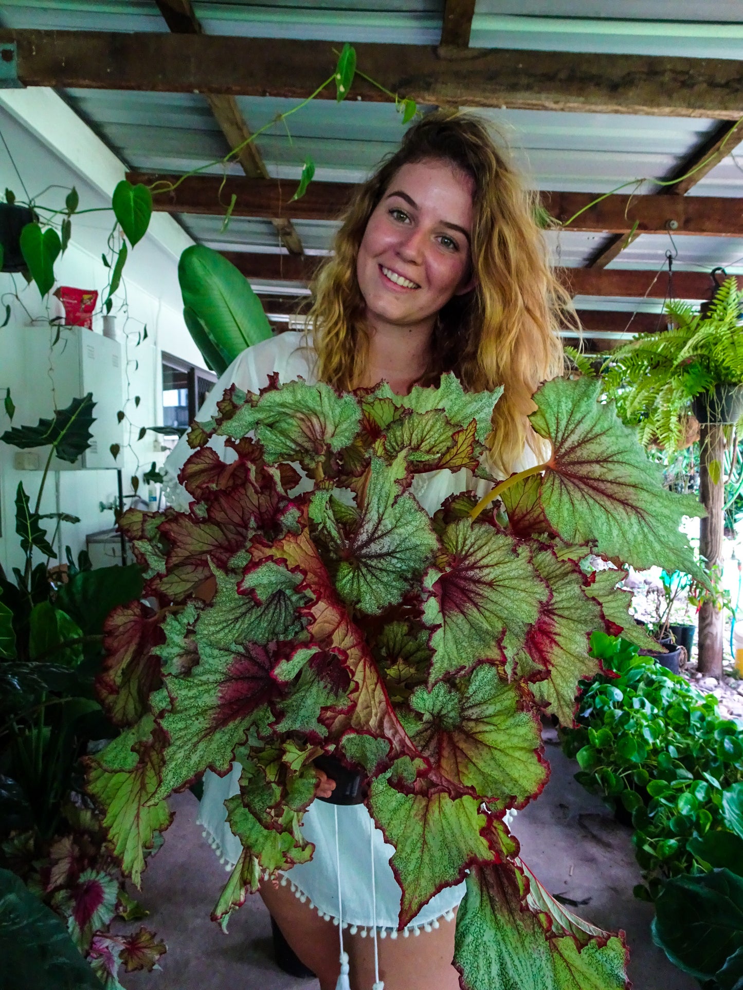 Begonia Stardust