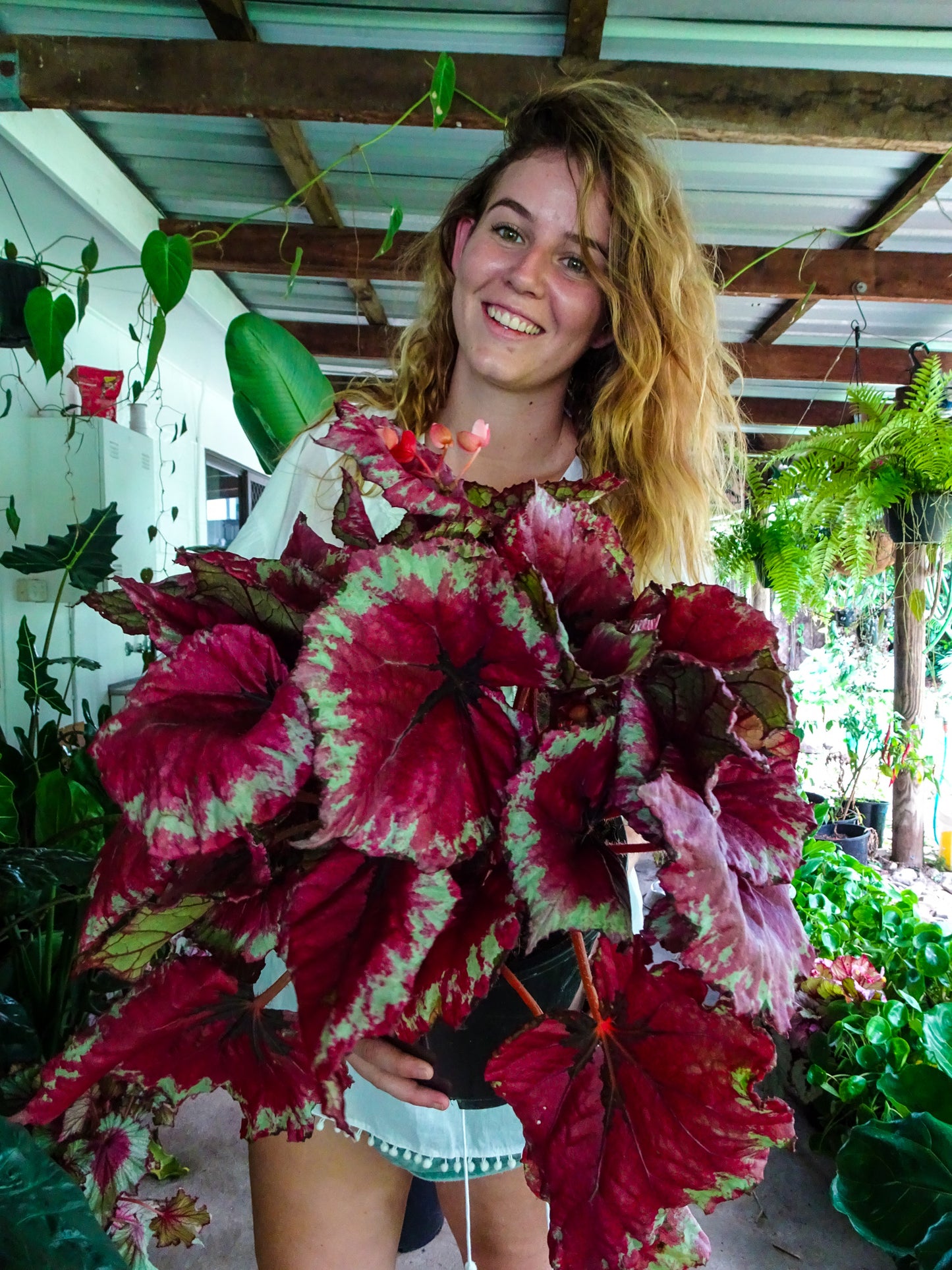 Begonia Kotubki Rex