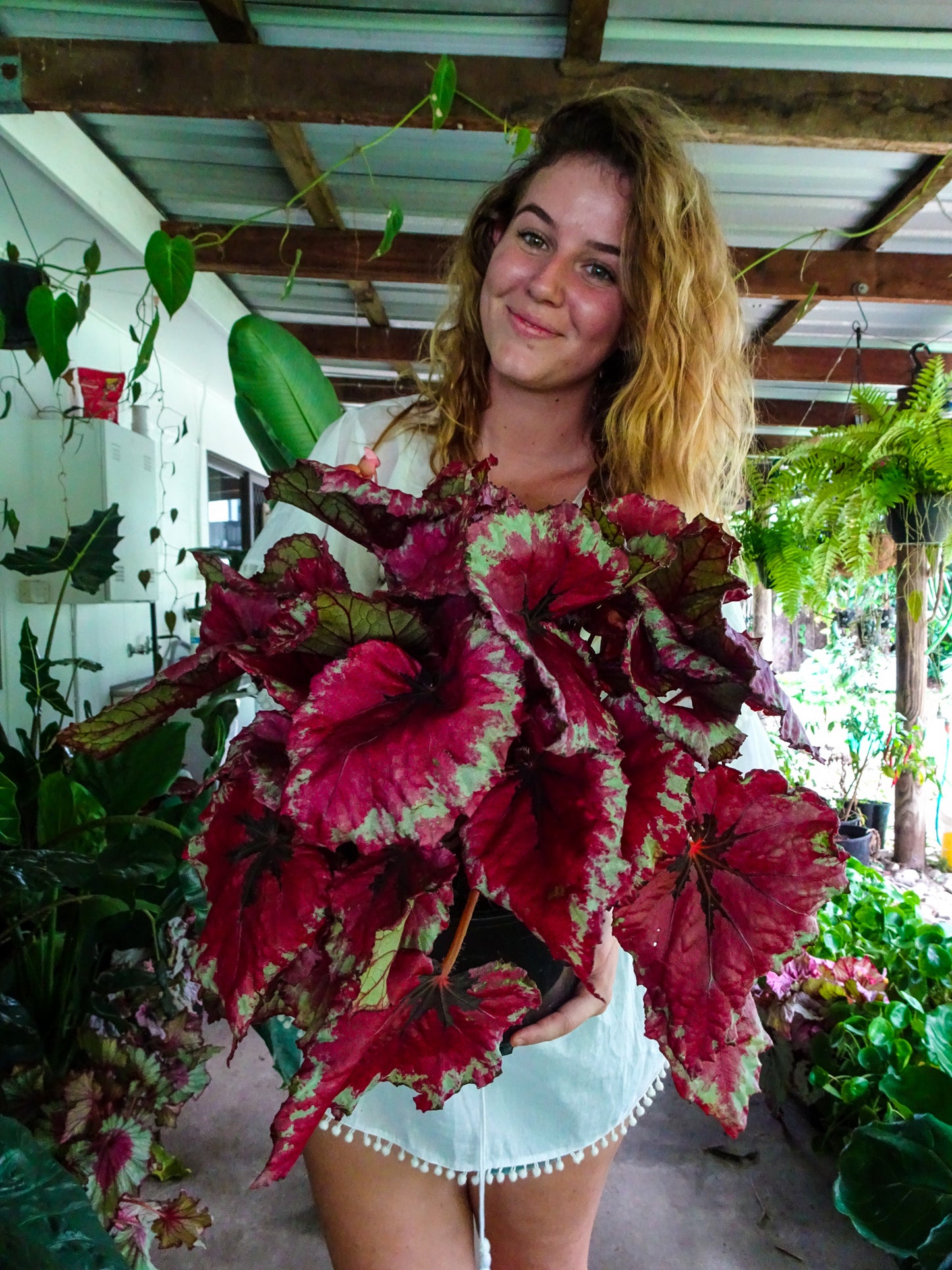 Begonia Kotubki Rex