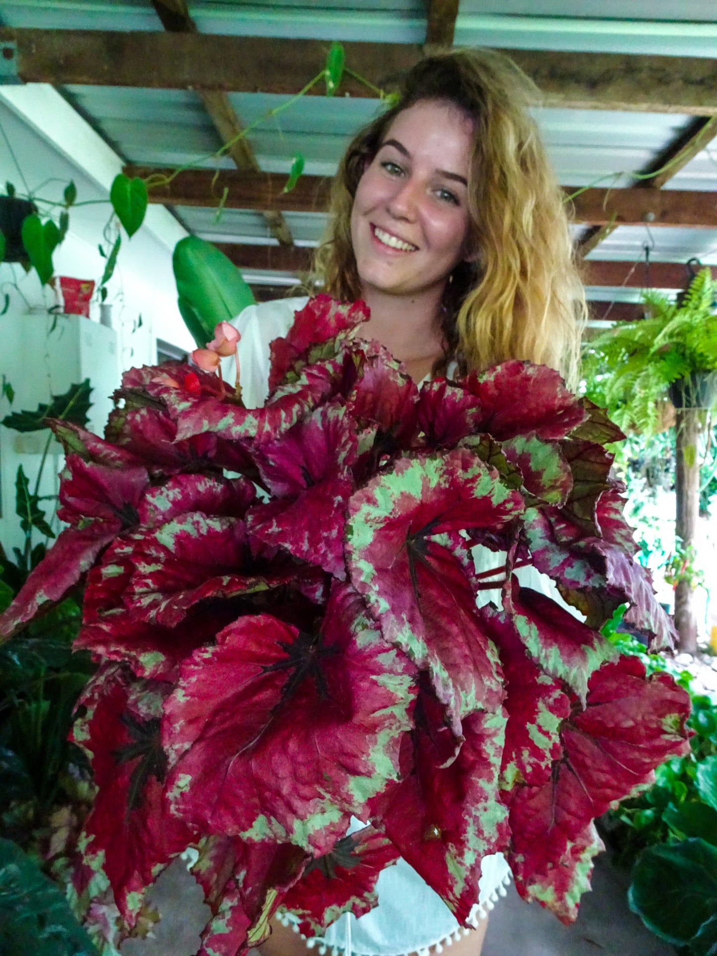 Begonia Kotubki Rex