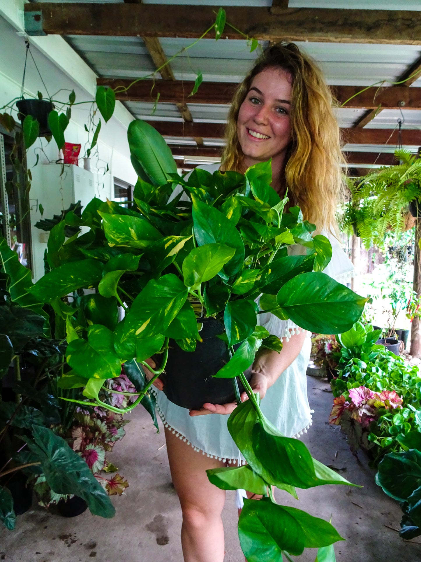Giant Devils Ivy