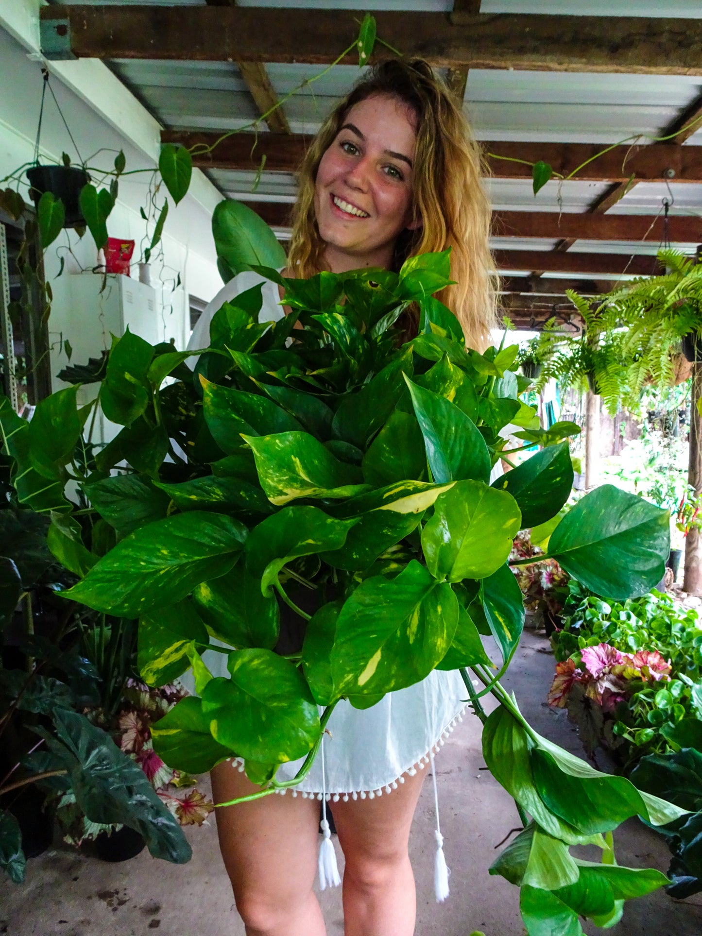 Giant Devils Ivy
