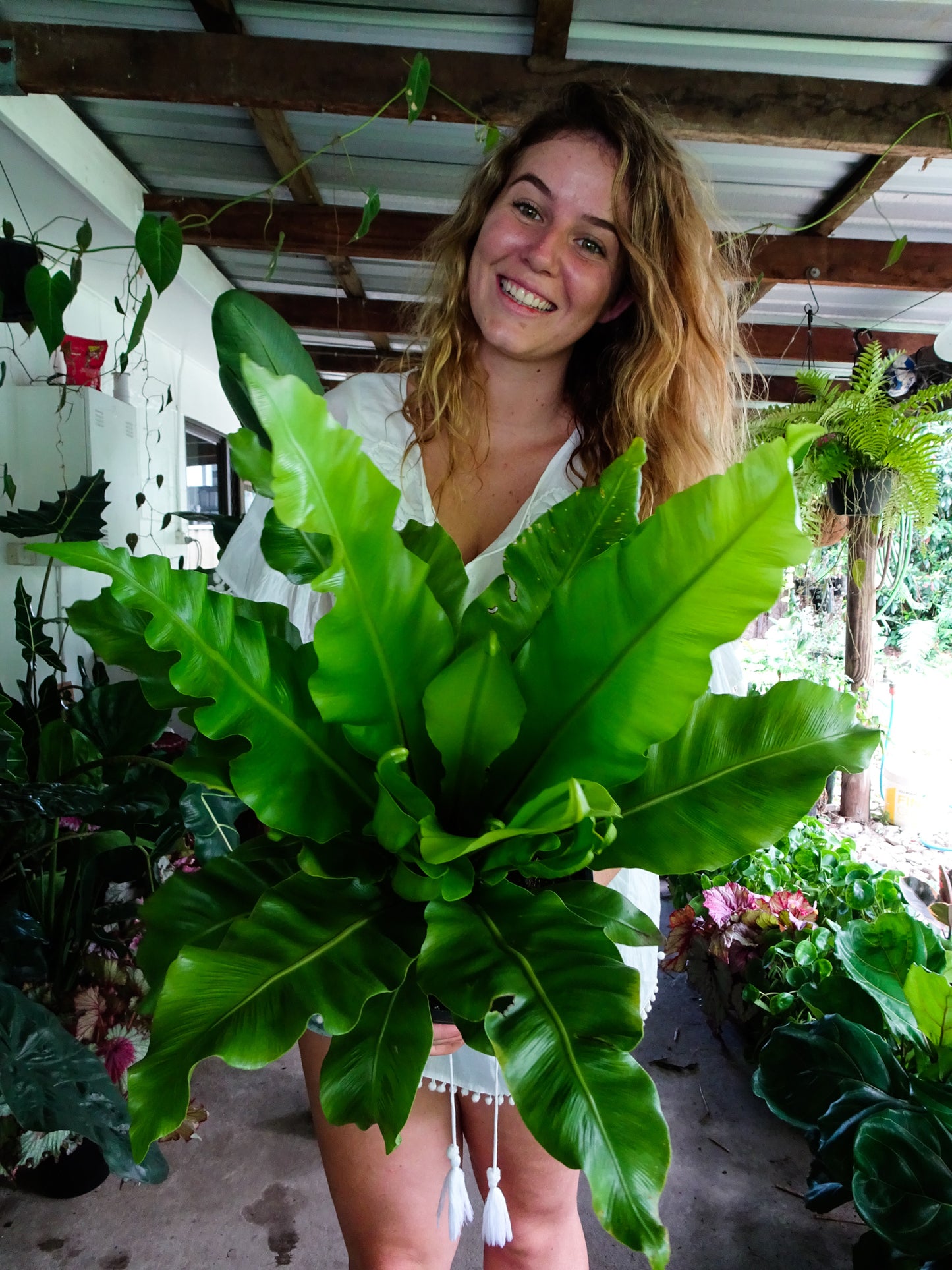 Birds Nest Fern