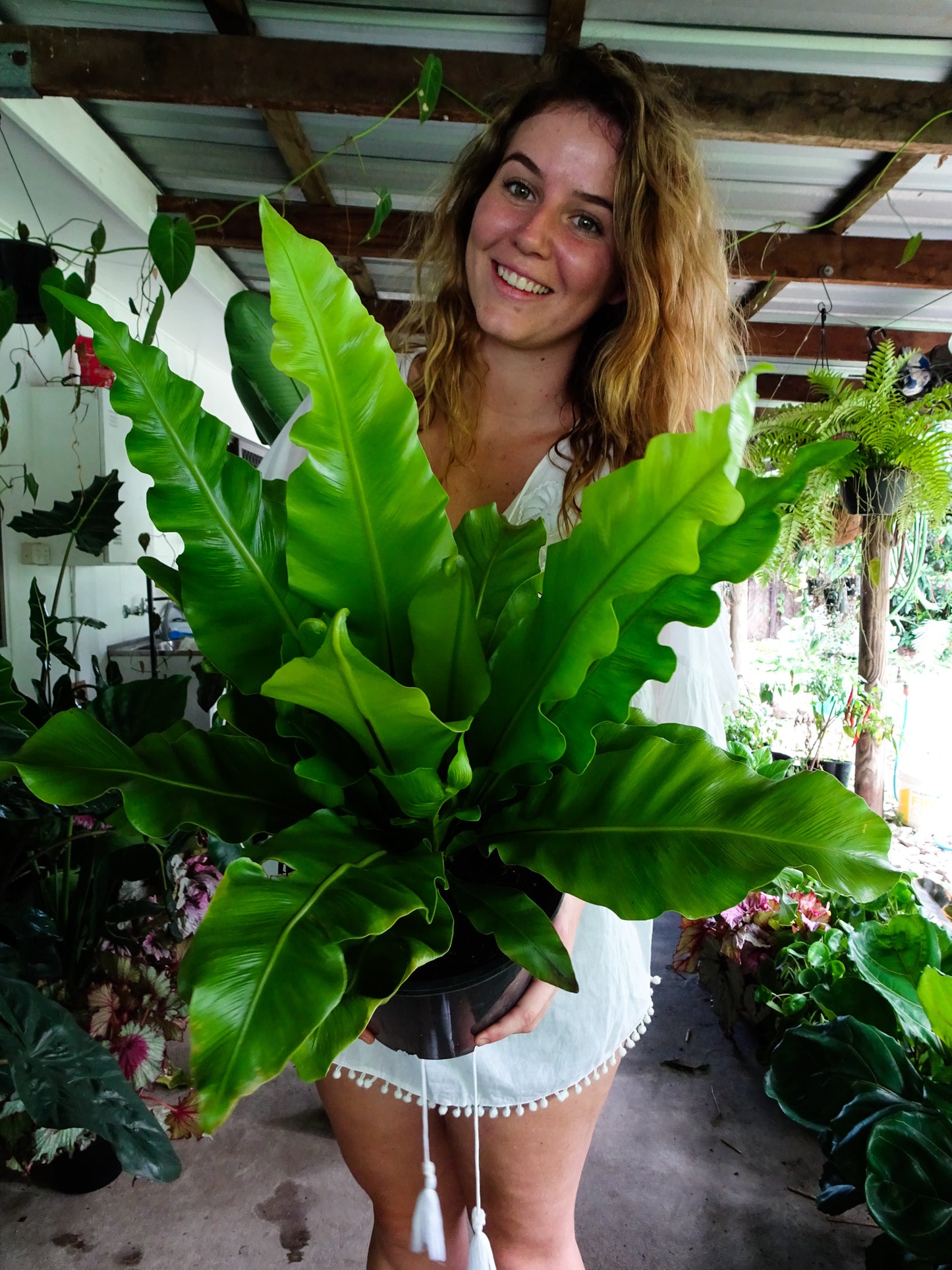 Birds Nest Fern