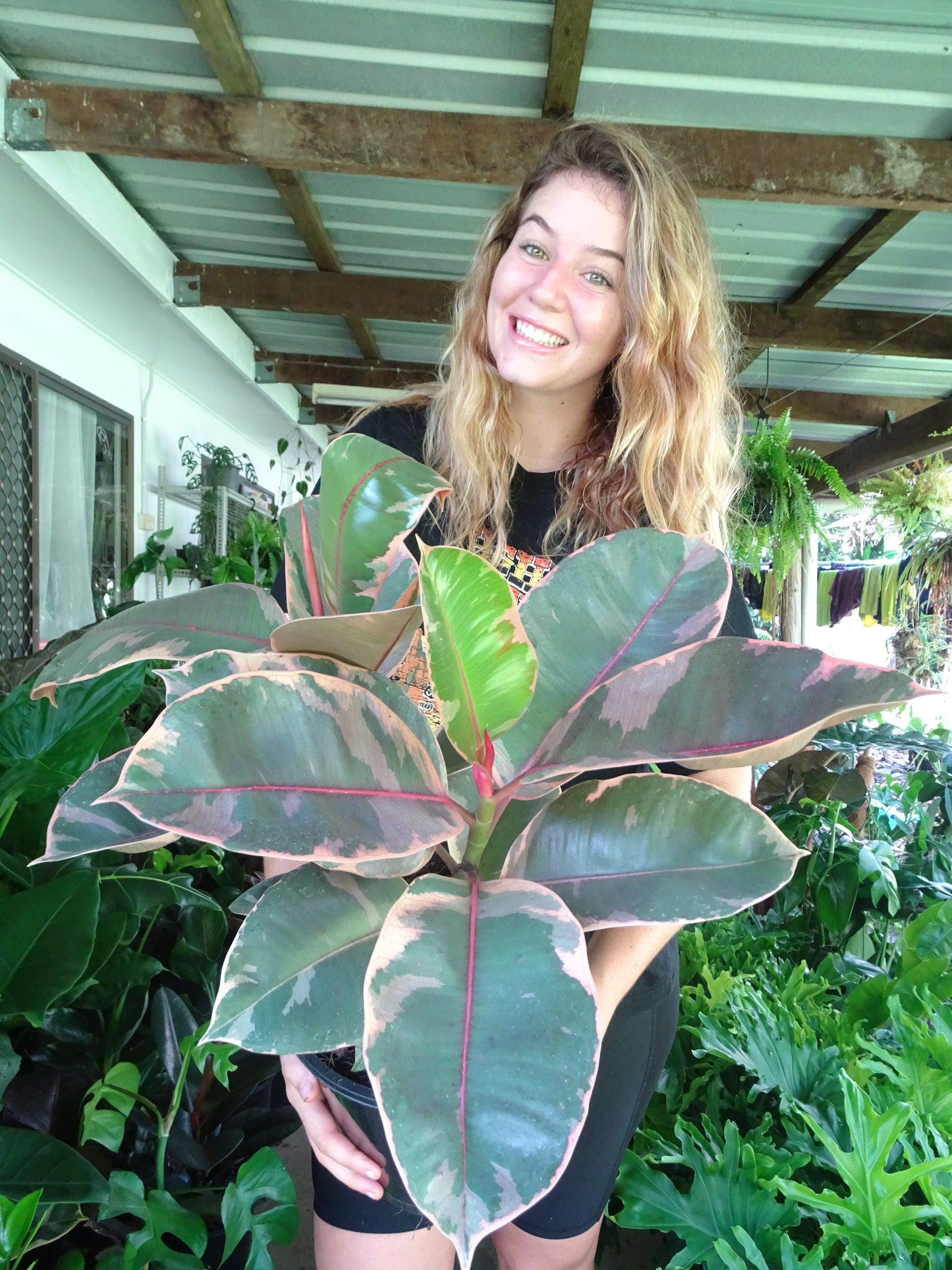 Ficus Elastica Ruby