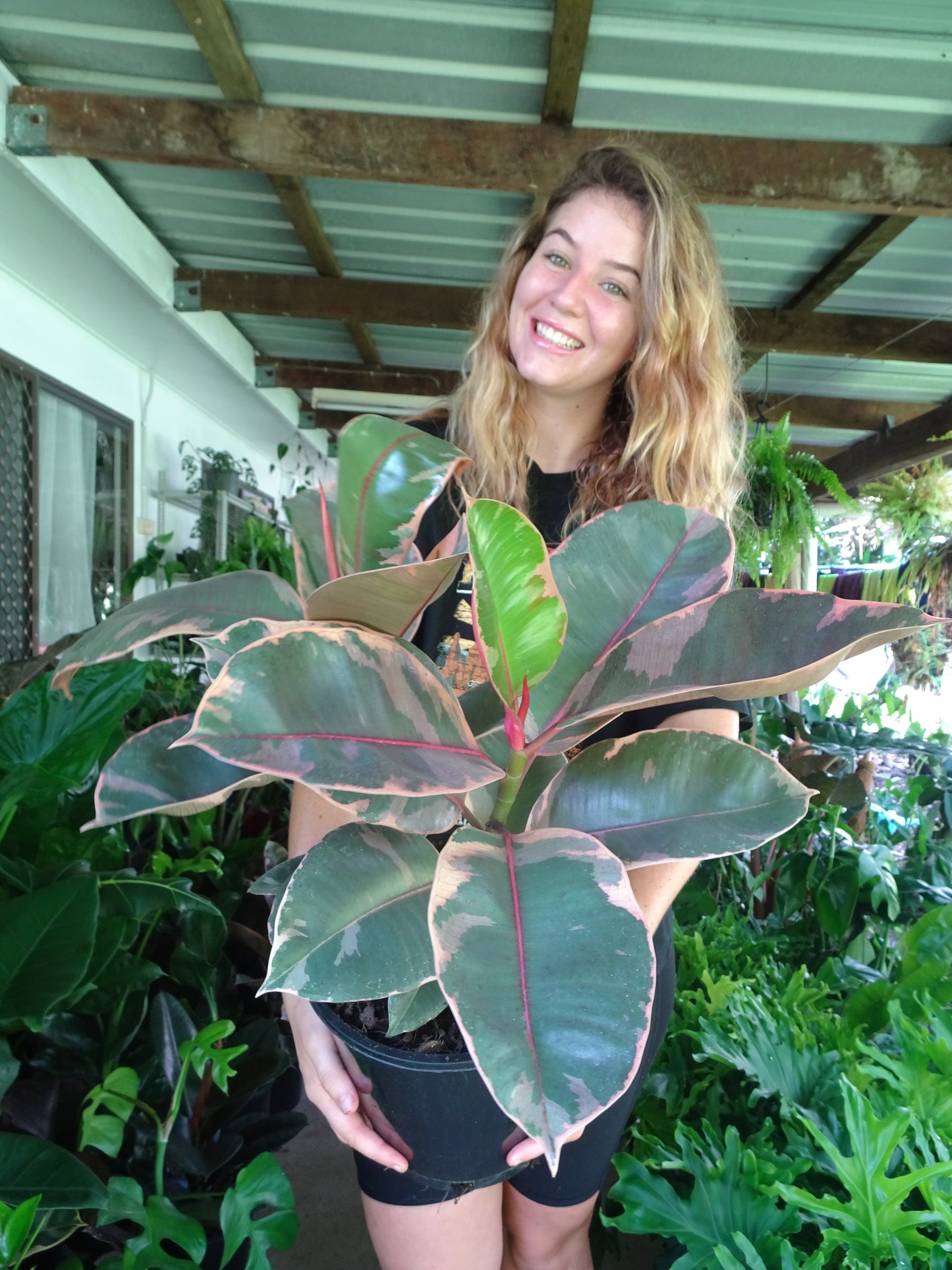 Ficus Elastica Ruby