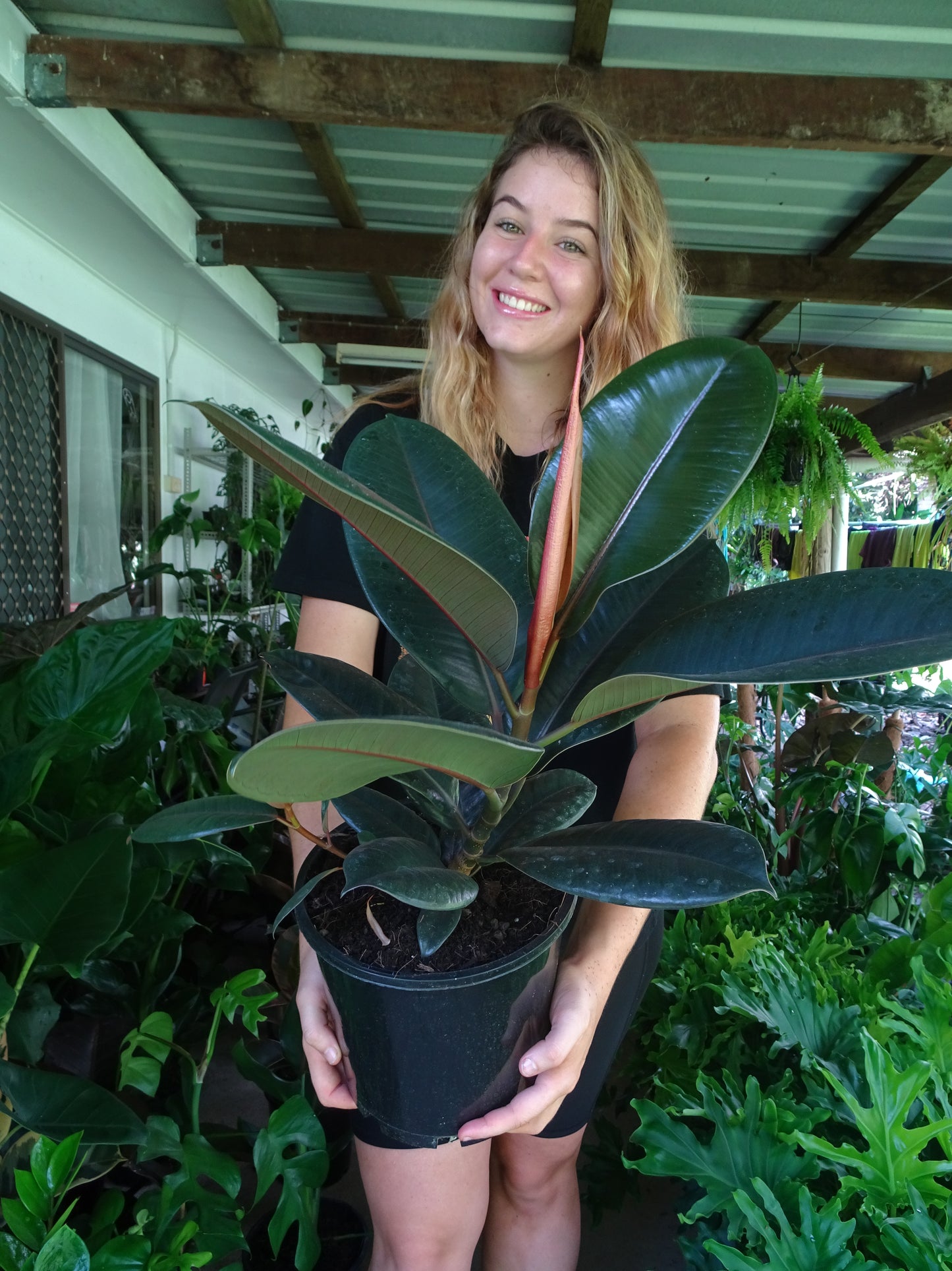 Burgundy Rubber Tree