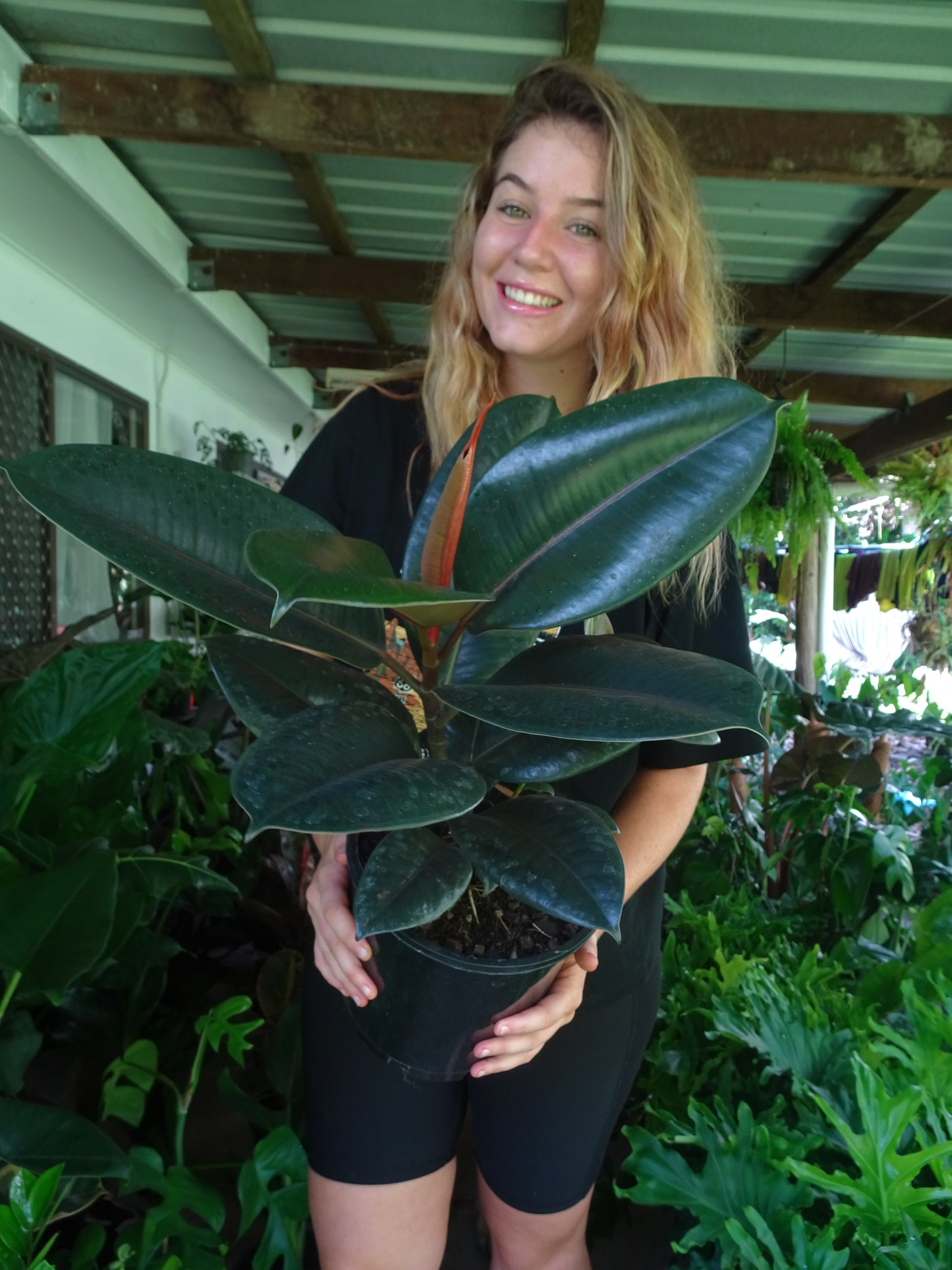 Burgundy Rubber Tree