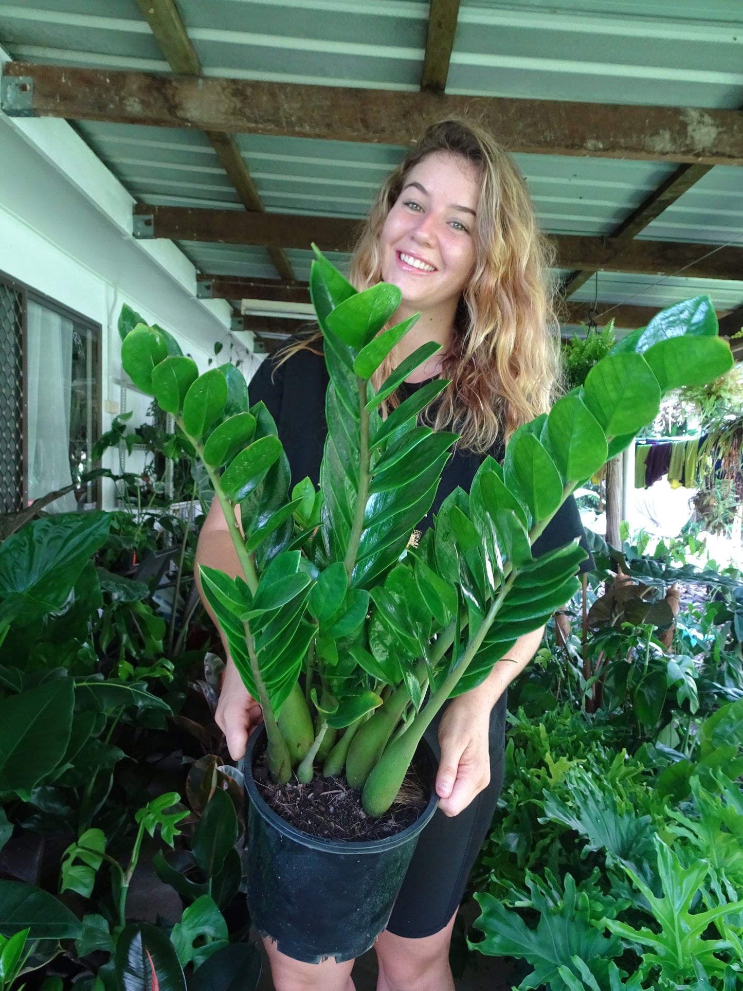 ZZ Plant