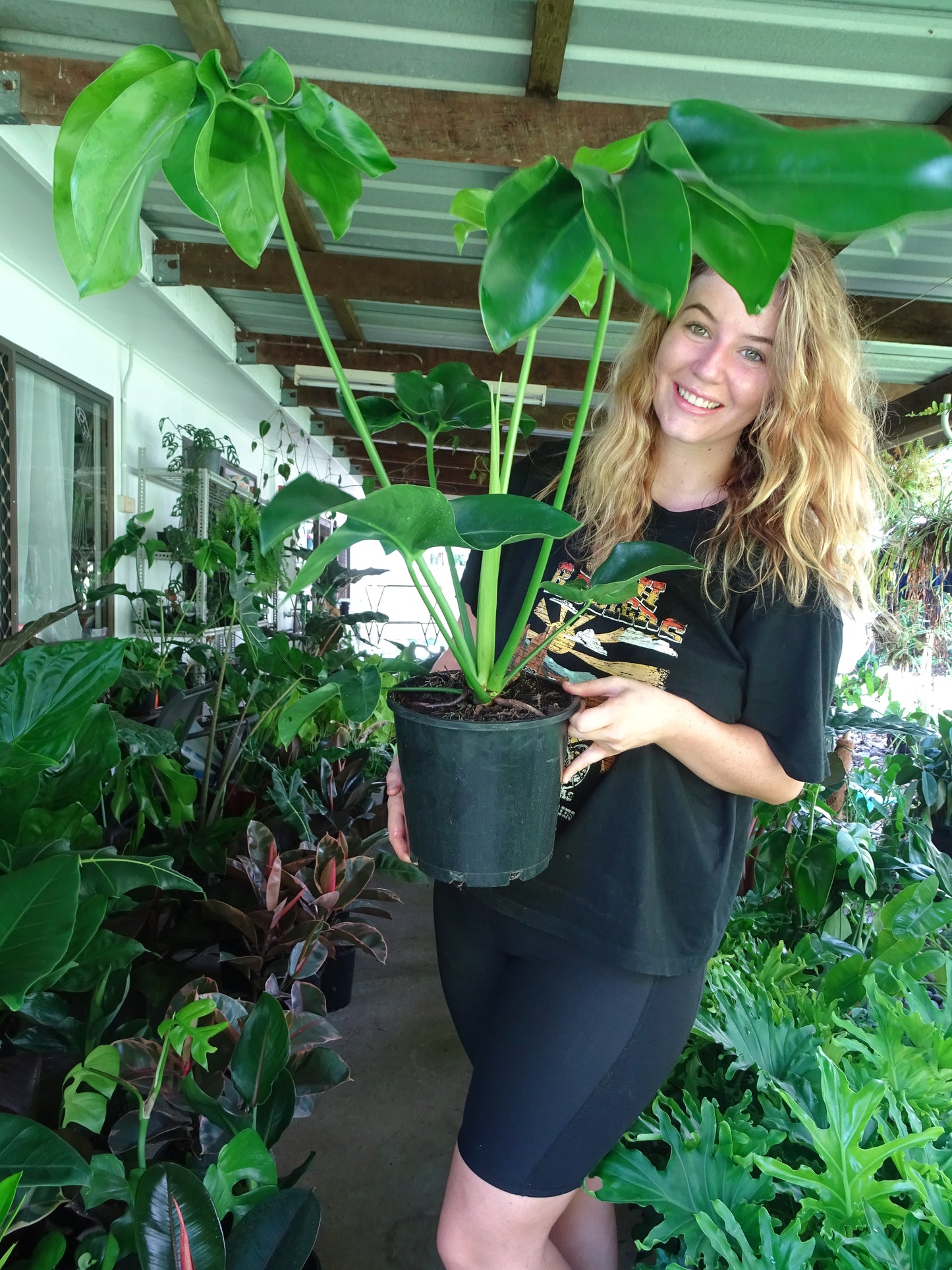 Philodendron Goeldii