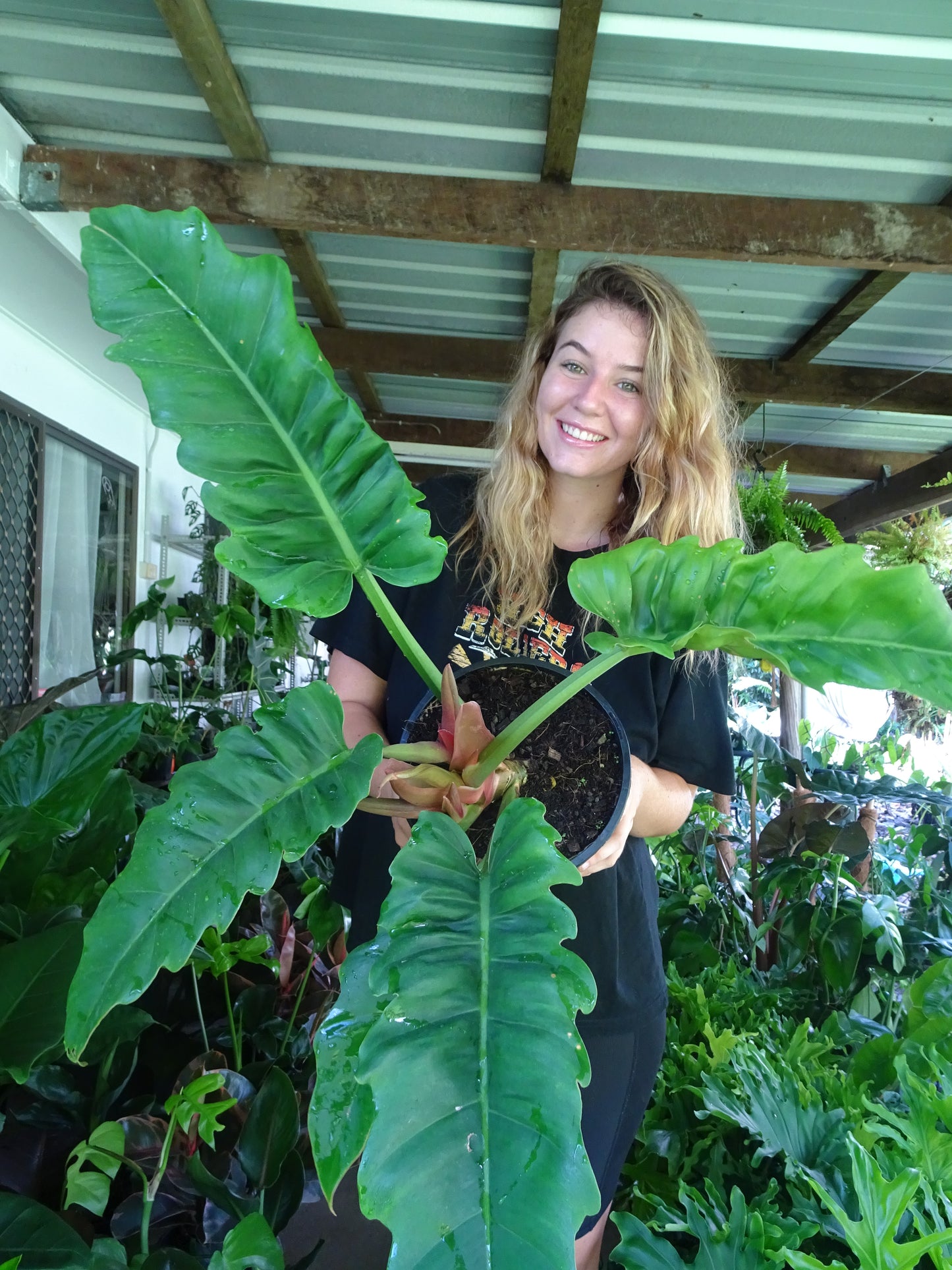 Philodendron Narrow Leaf