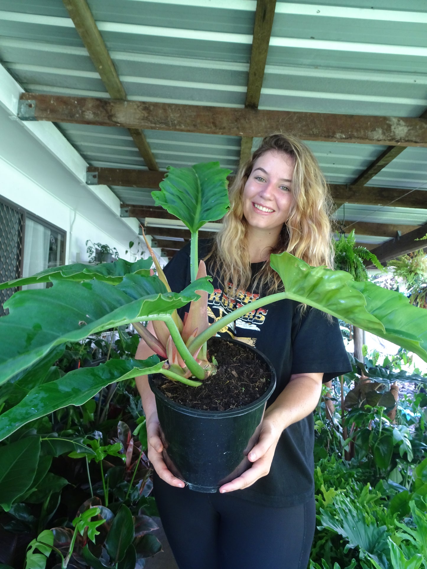 Philodendron Narrow Leaf